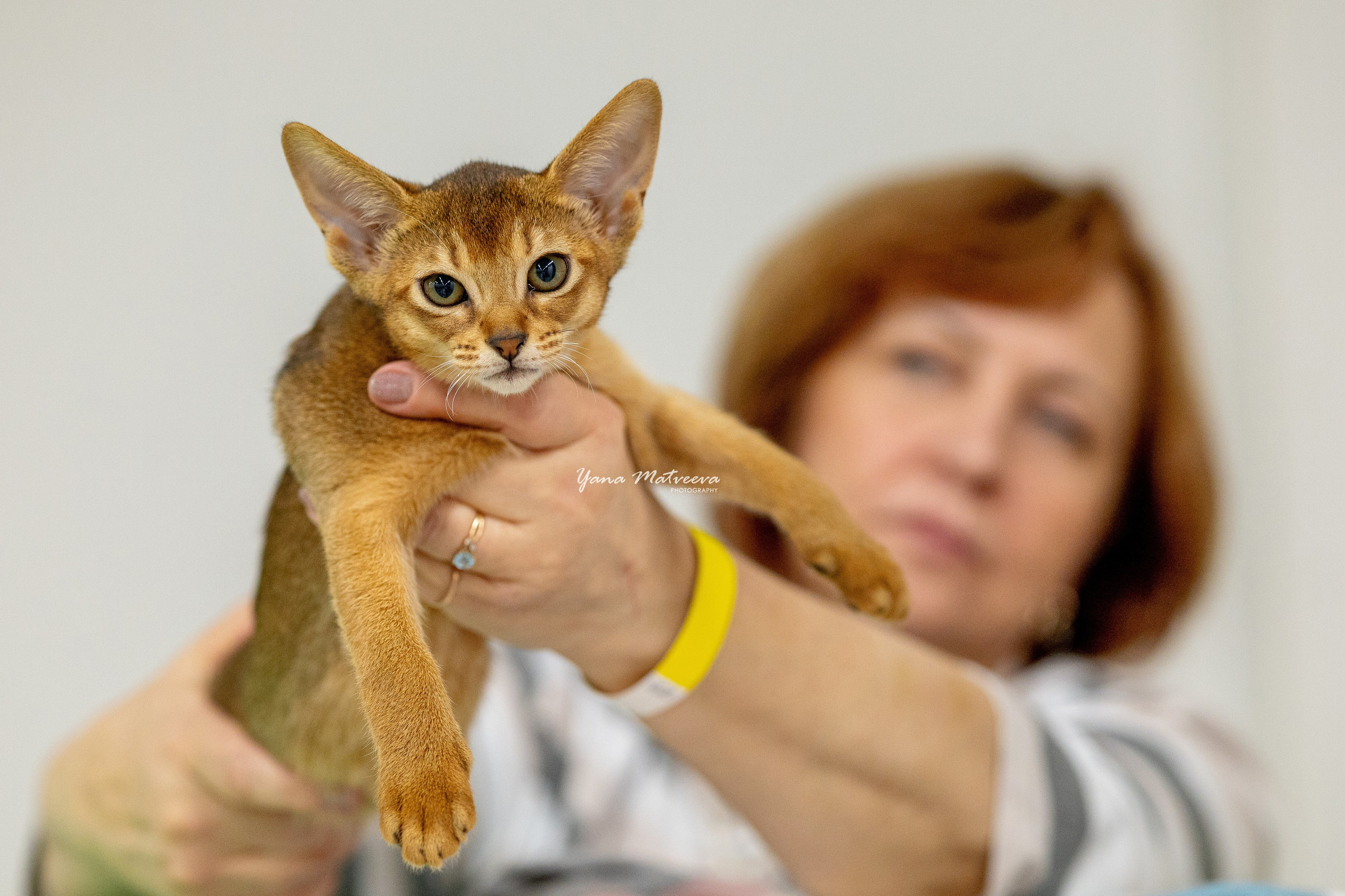 Кошки. Фотограф Яна Матвеева в Ижевске