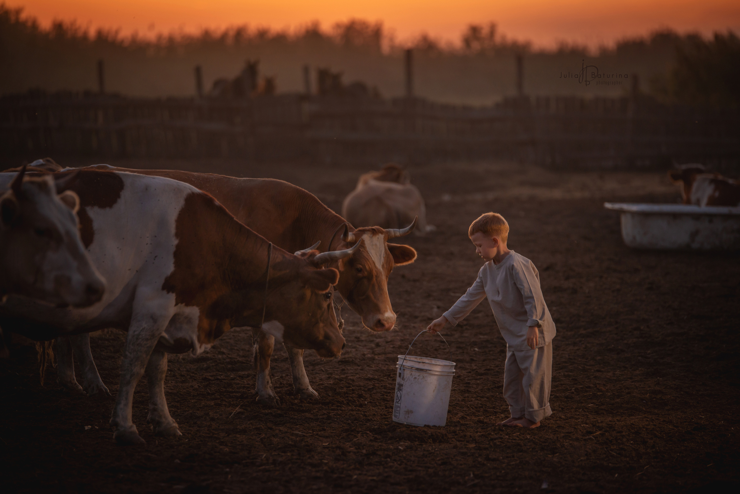 мальчик с коровами на закате