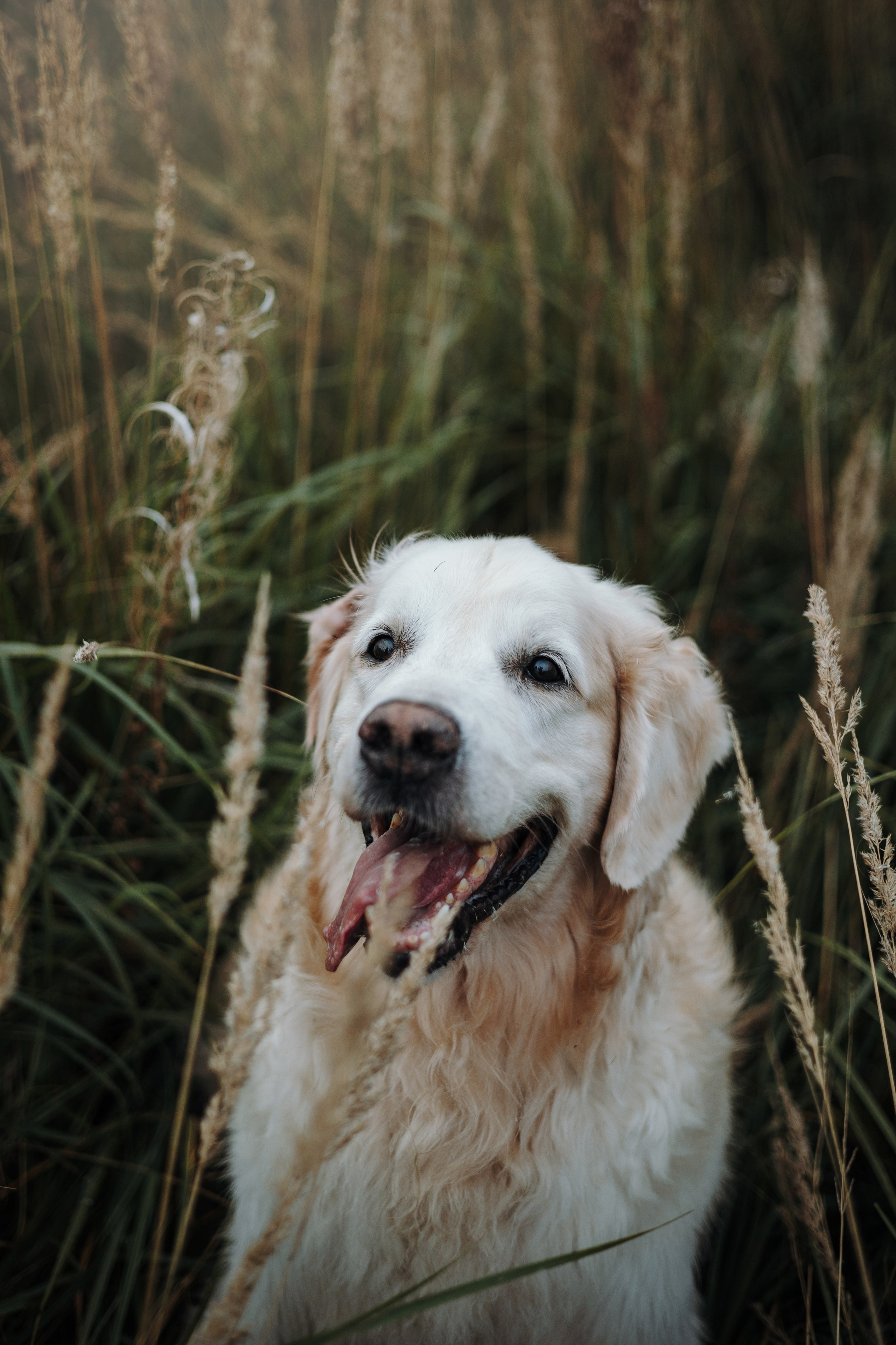 Света и Том. Фотограф — Анималист | Санкт-Петербург