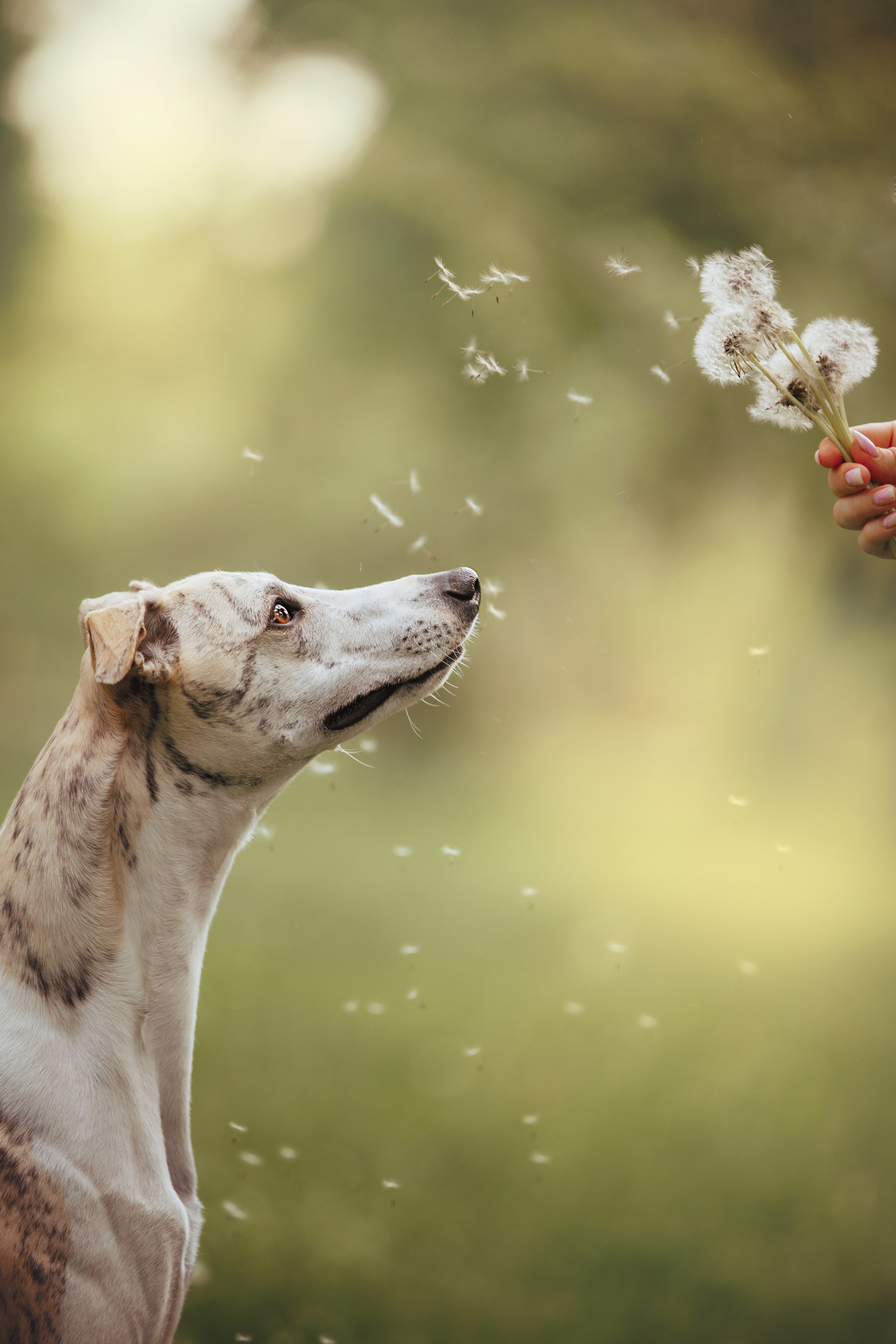 Саша и Гусь. Фотограф анималист Кристина Карпова, Москва
