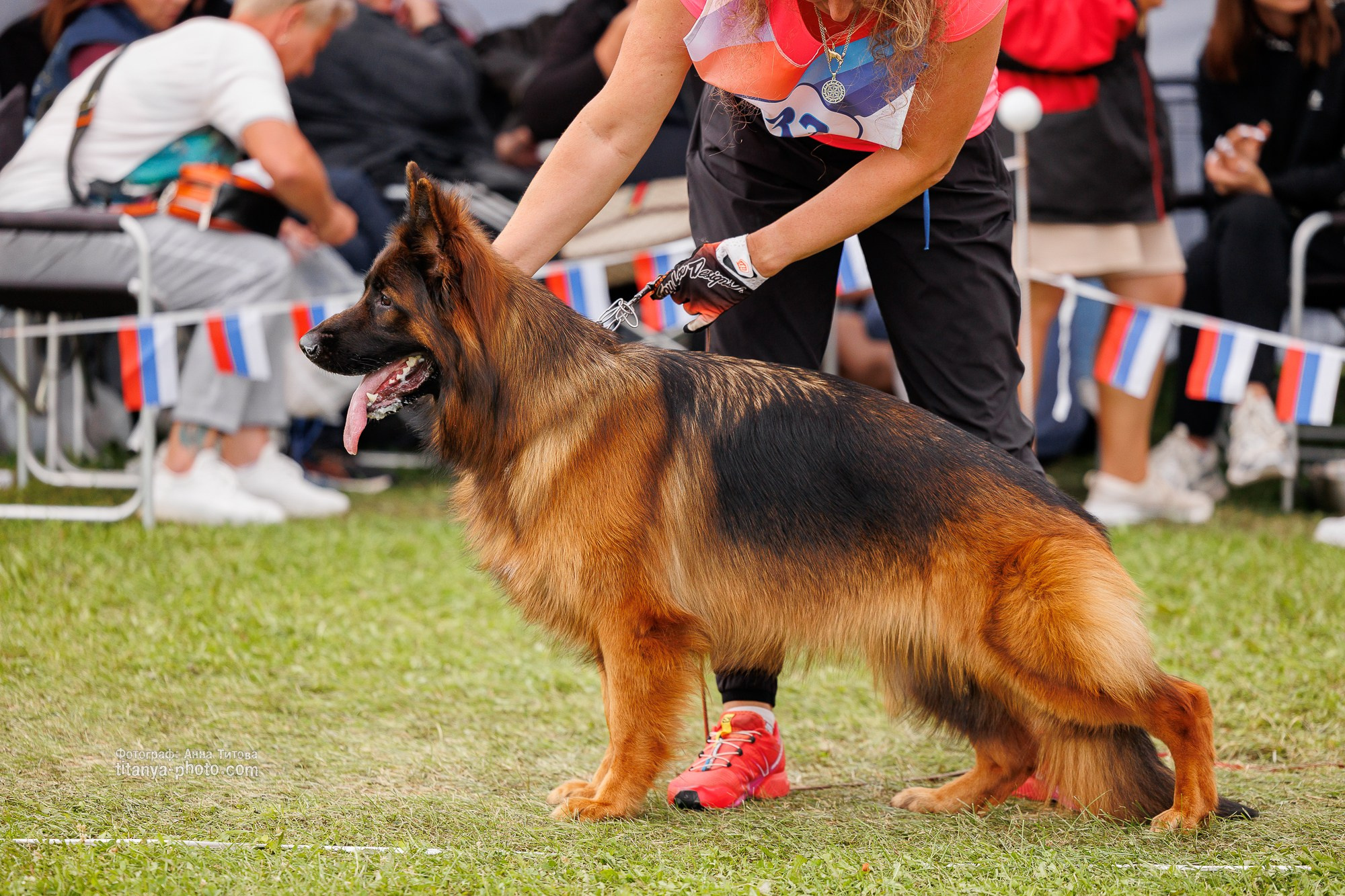 Немецкие овчарки: фото из рингов и вне ринга, мутпроба (фотографии с выставок). Фотограф собак, фотограф-анималист Аня Титова (Titanya). Москва