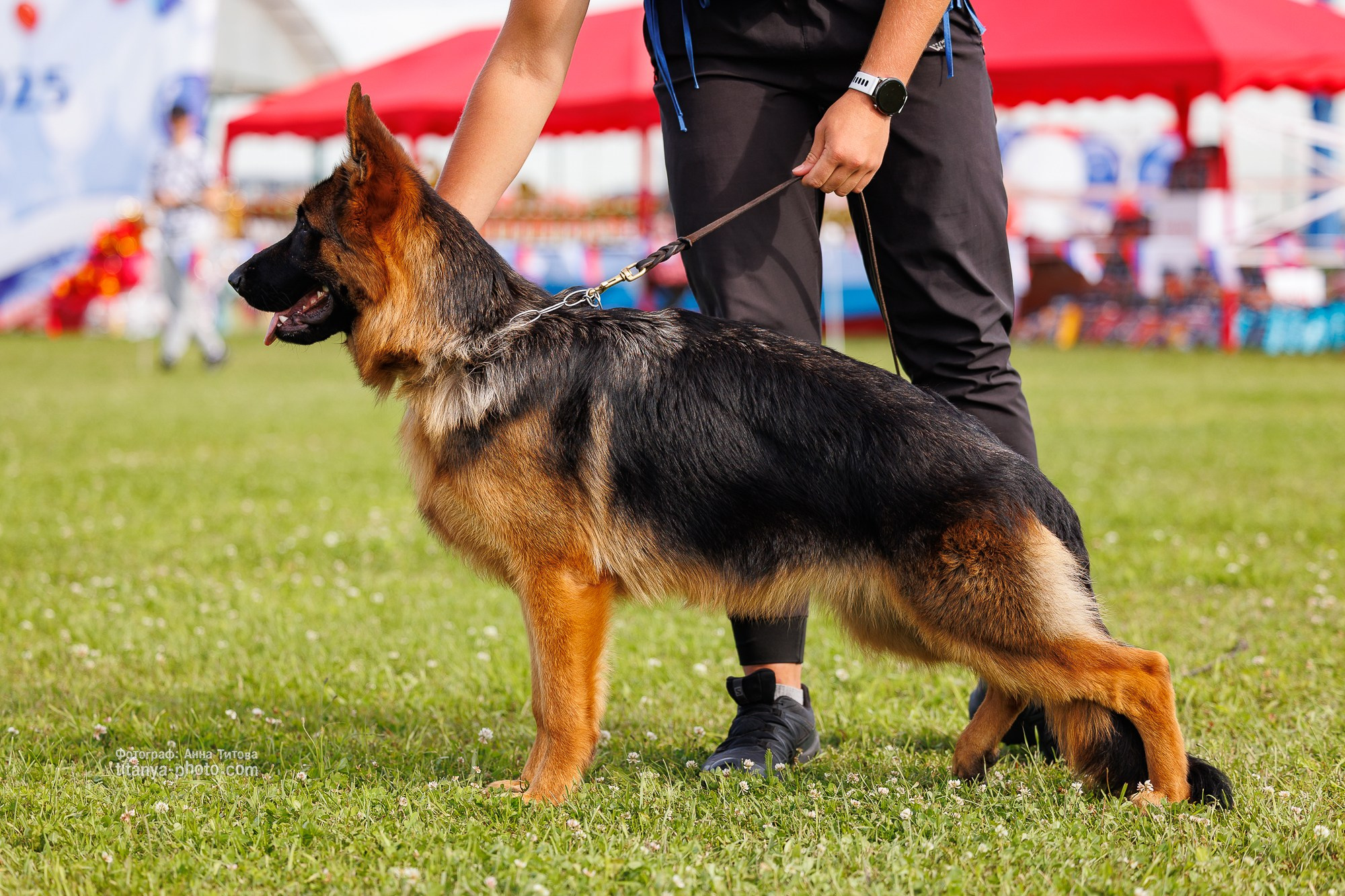 Немецкие овчарки: фото из рингов и вне ринга, мутпроба (фотографии с выставок). Фотограф собак, фотограф-анималист Аня Титова (Titanya). Москва