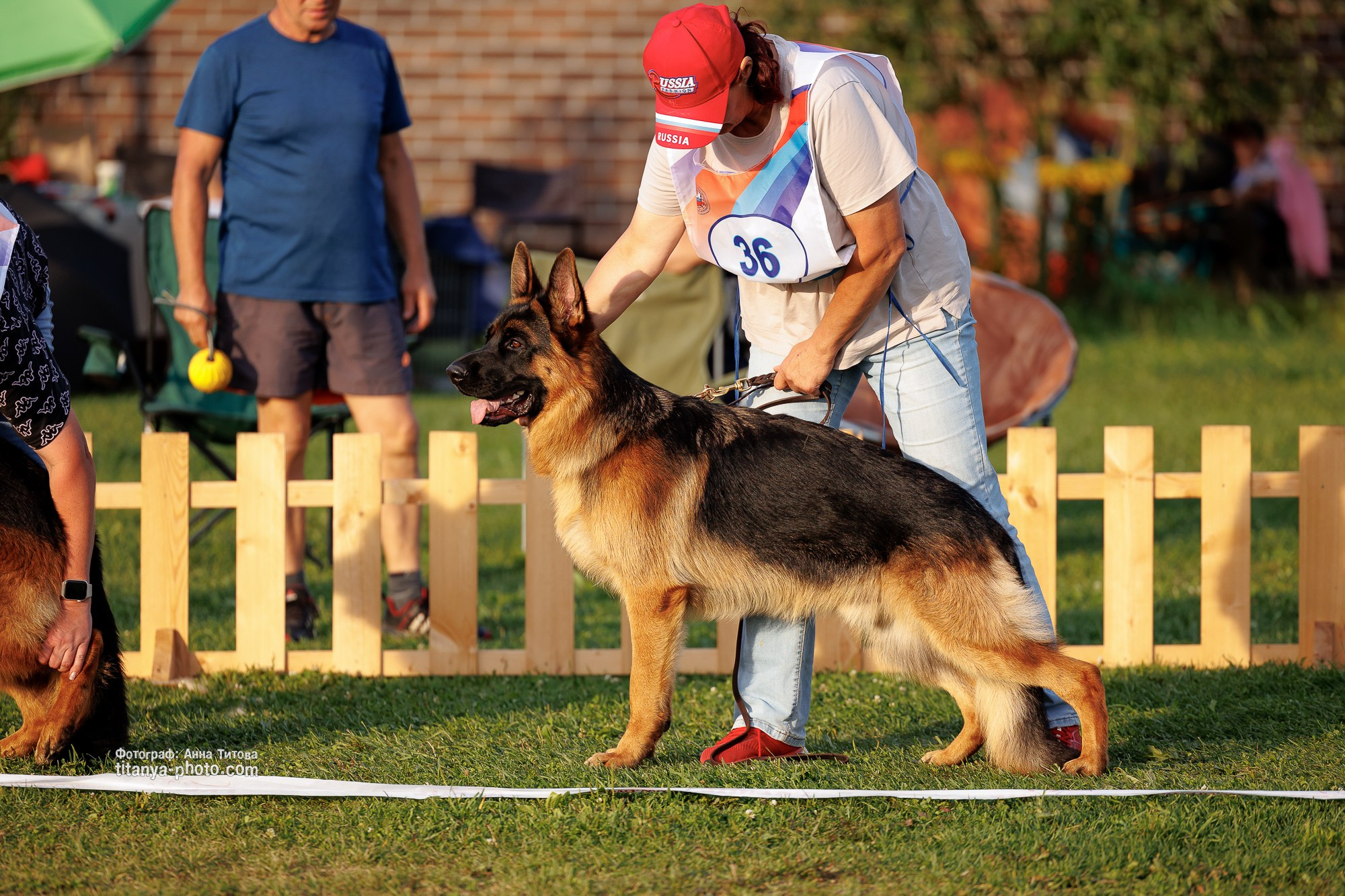 Немецкие овчарки: фото из рингов и вне ринга, мутпроба (фотографии с выставок). Фотограф собак, фотограф-анималист Аня Титова (Titanya). Москва