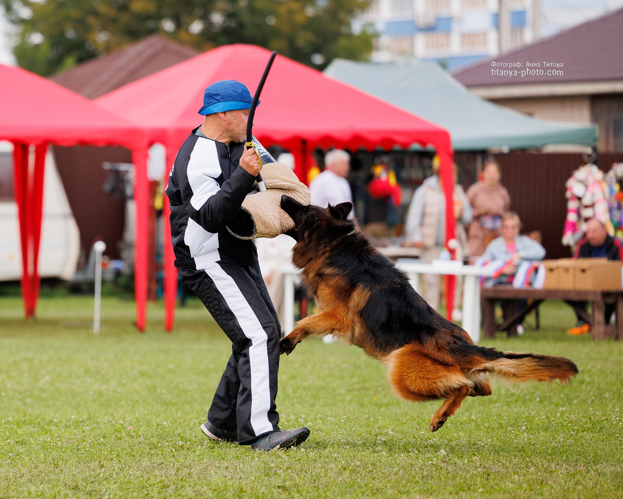 Немецкие овчарки: фото из рингов и вне ринга, мутпроба (фотографии с выставок). Фотограф собак, фотограф-анималист Аня Титова (Titanya). Москва