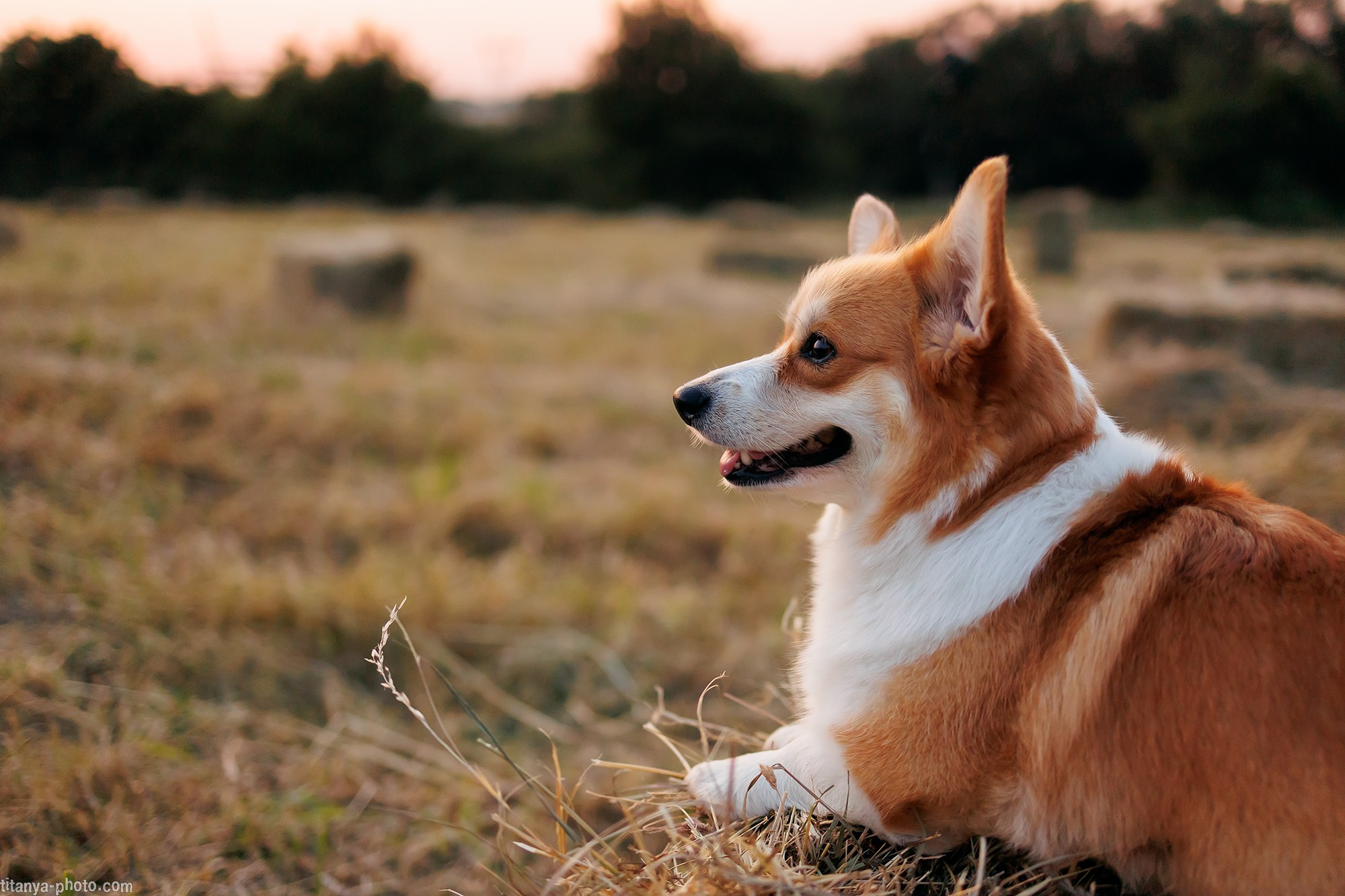 Фотография собак, фотограф-анималист Москва. Фотограф собак, фотограф-анималист Аня Титова (Titanya). Москва