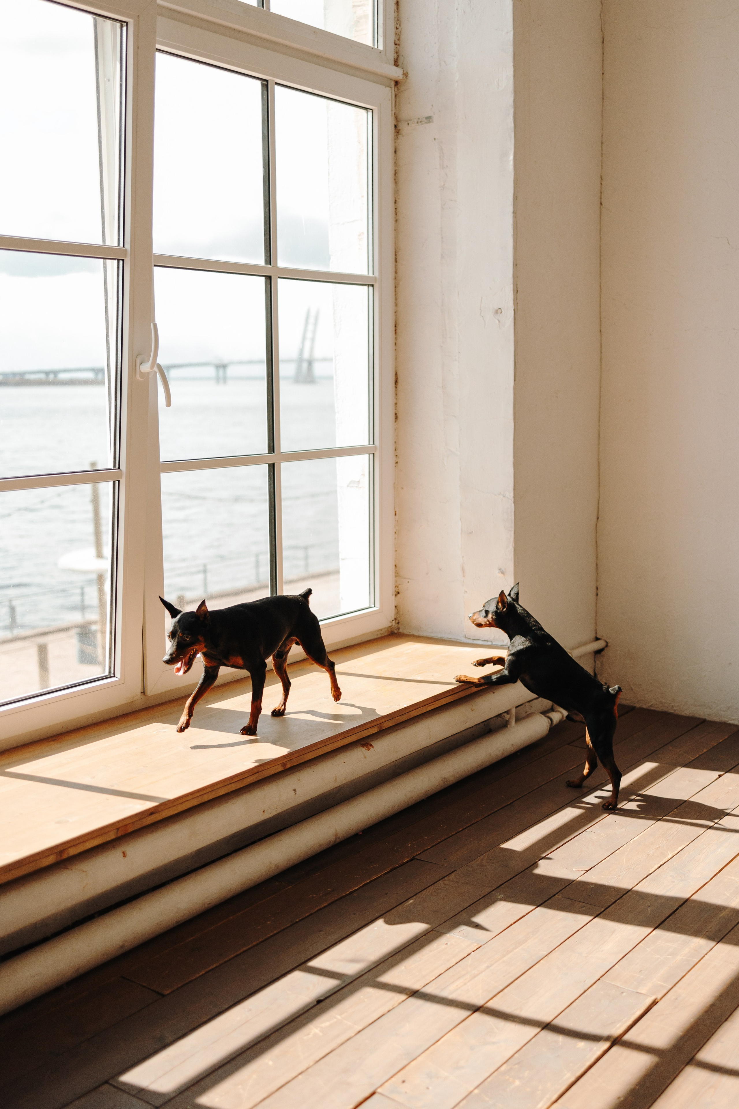 Катя и ее мальчики. Фотограф — Анималист | Санкт-Петербург