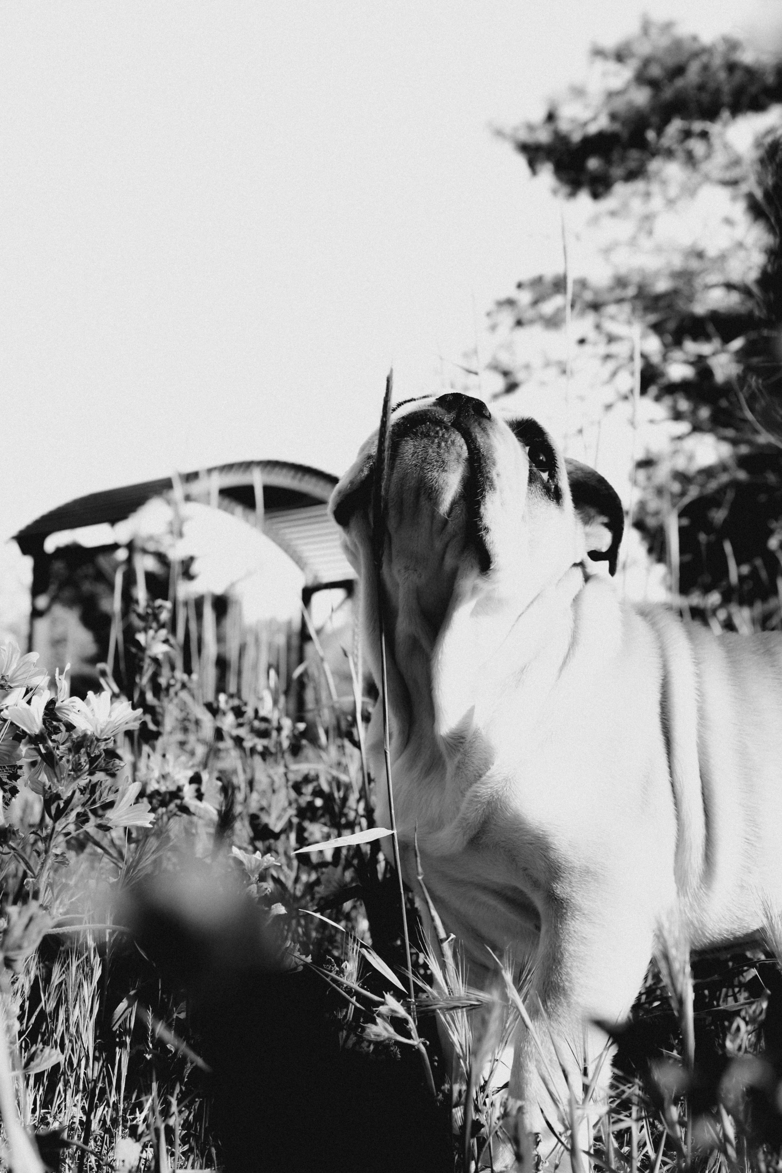 Новый член семьи. Withlovent | Фотограф в Севастополе