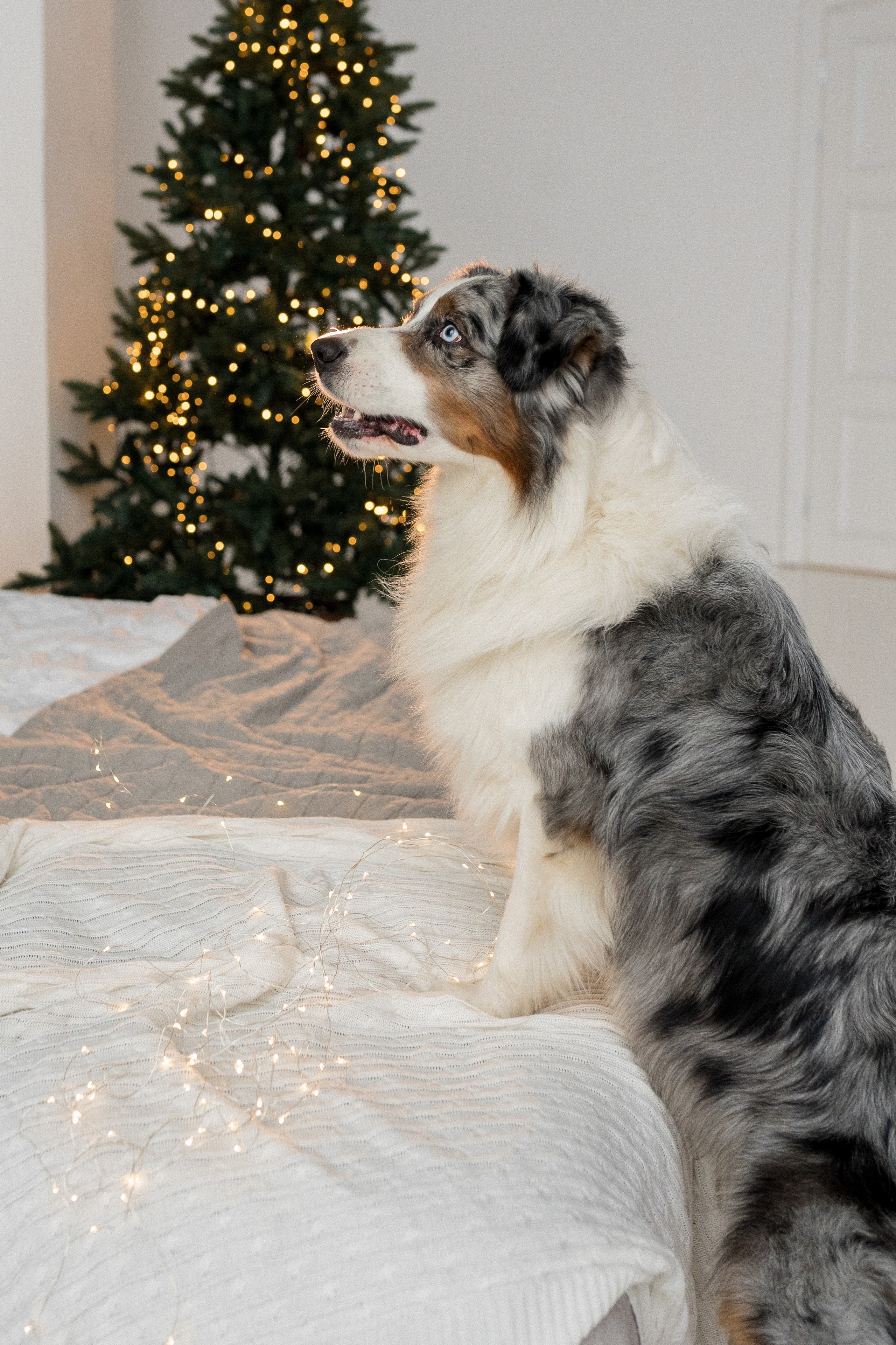 Новогоднее студия. Свадебный фотограф в Москве Анна Полушина