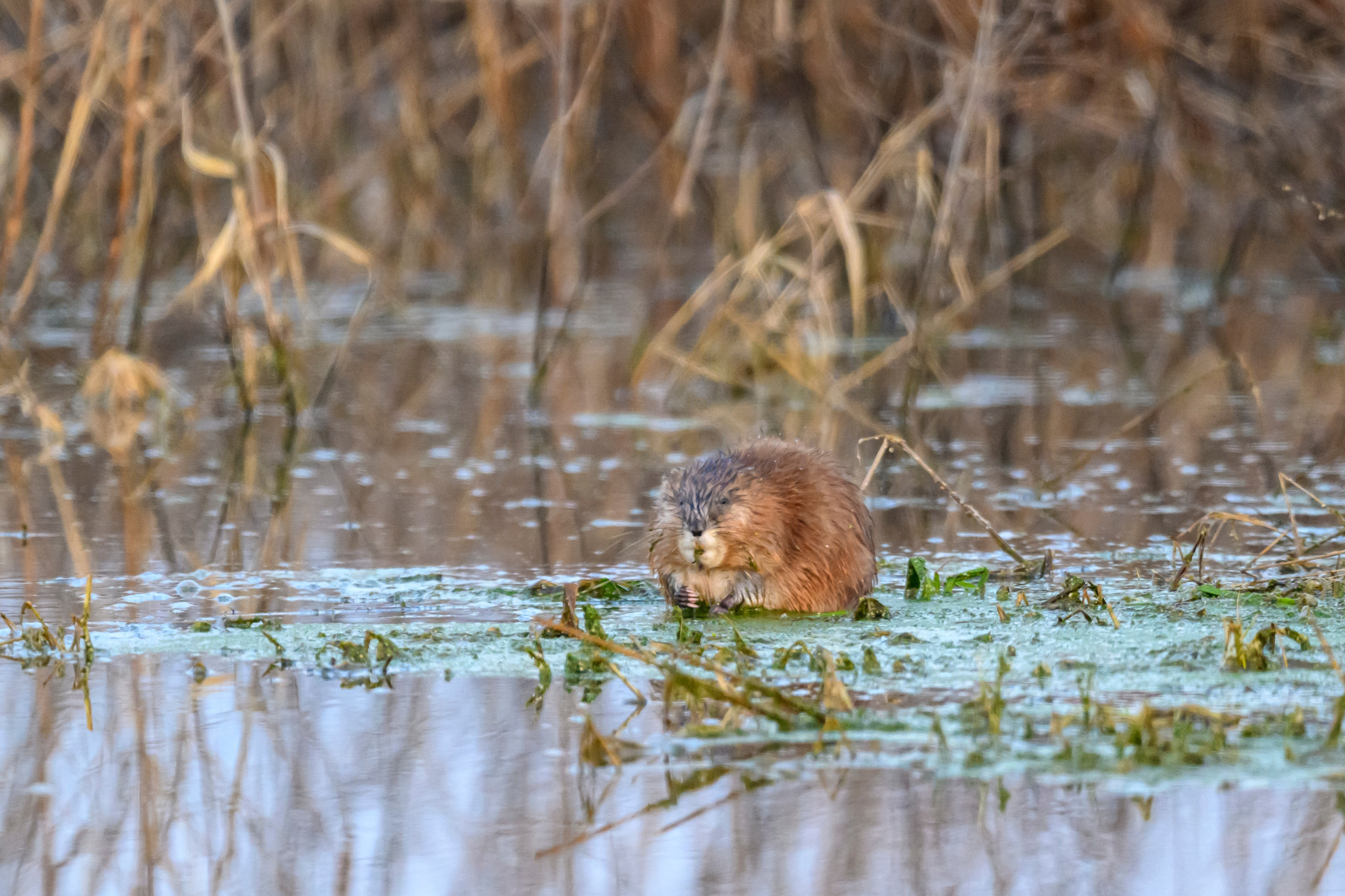 Бобер и ондатра. Wildlife photography by Sergey Puponin