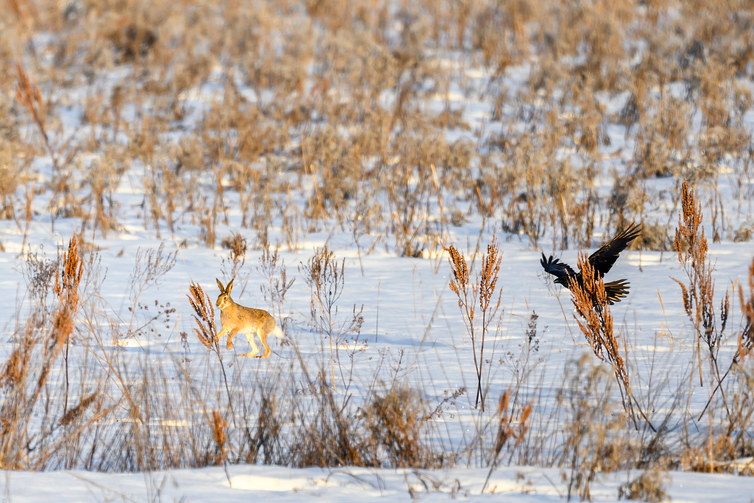Чёрный ворон, чёрный ворон, Что ж ты вьёшься надо мной?. Фотограф Сергей Пупонин