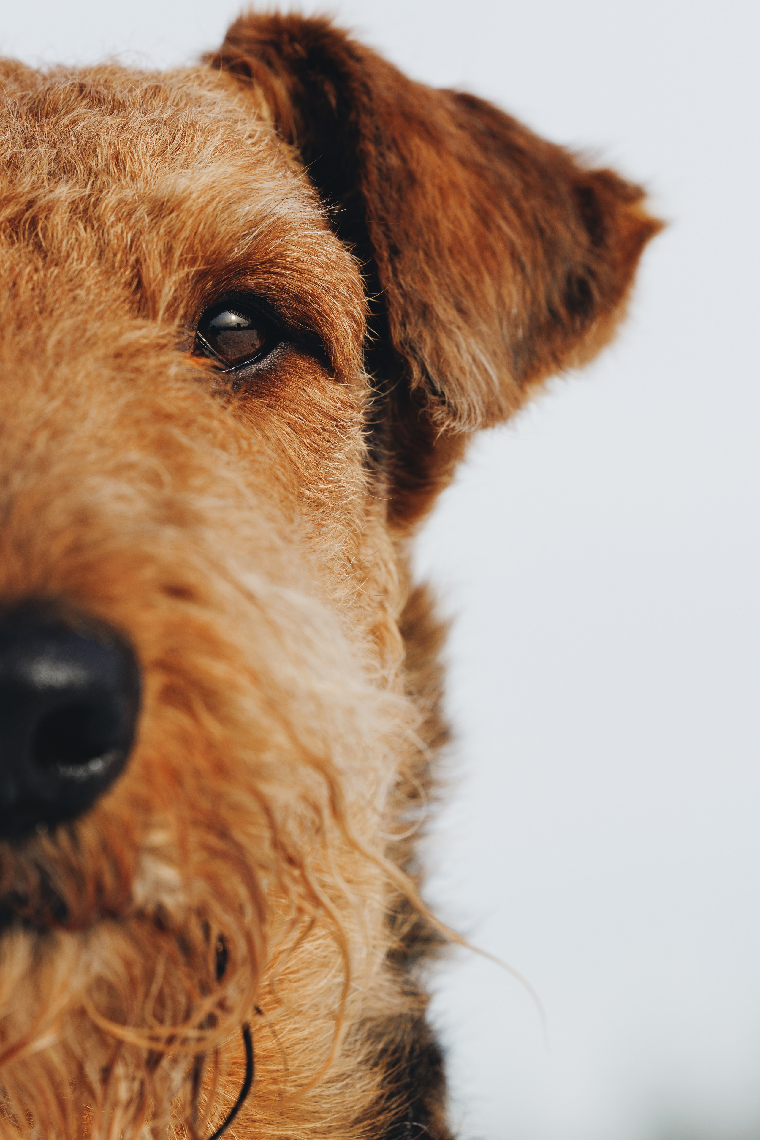 Оля и Хард. Фотограф анималист Осипчикова Мария