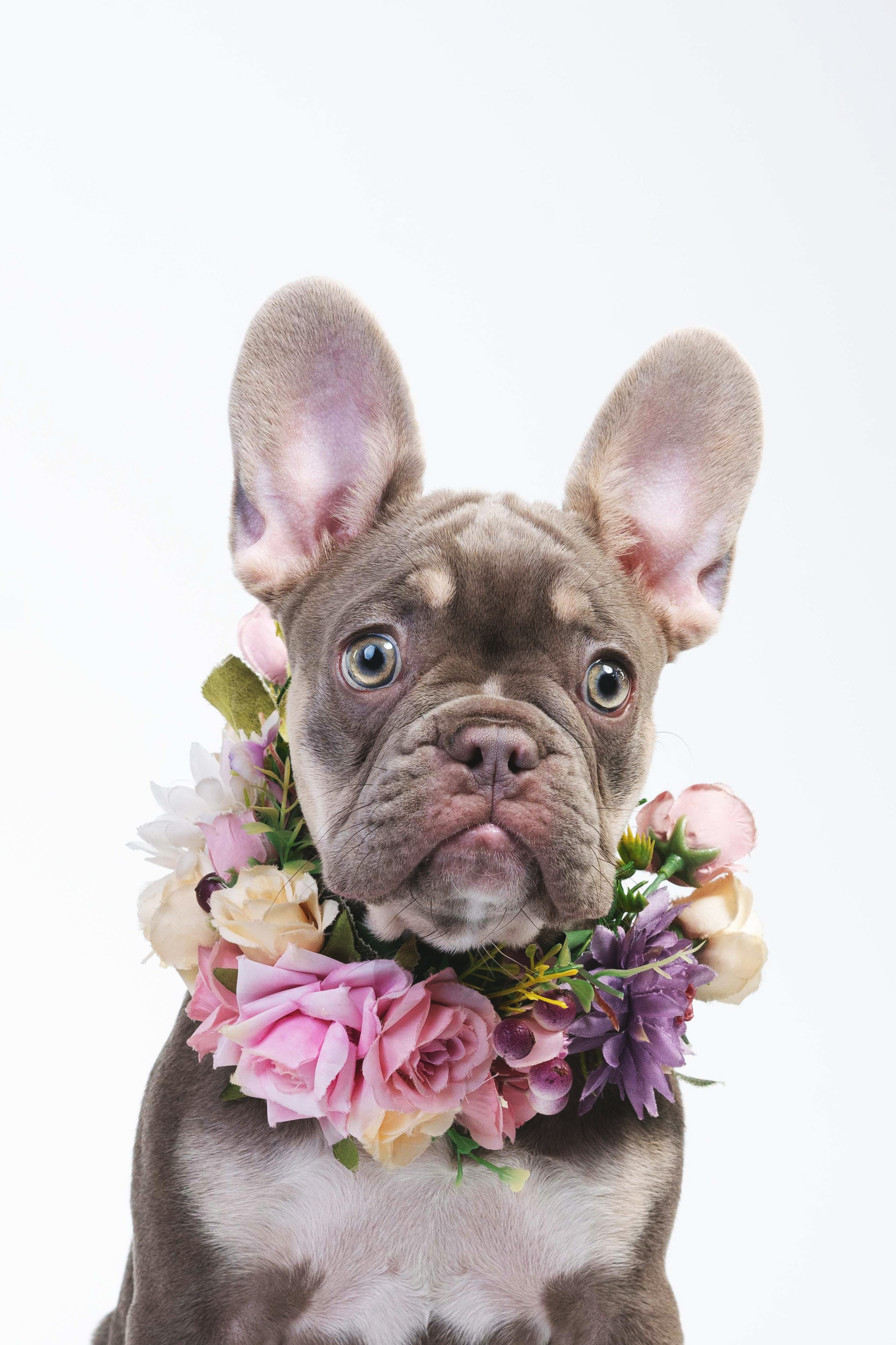 Бри, Панда, Эста и Жара. Фотограф анималист Осипчикова Мария