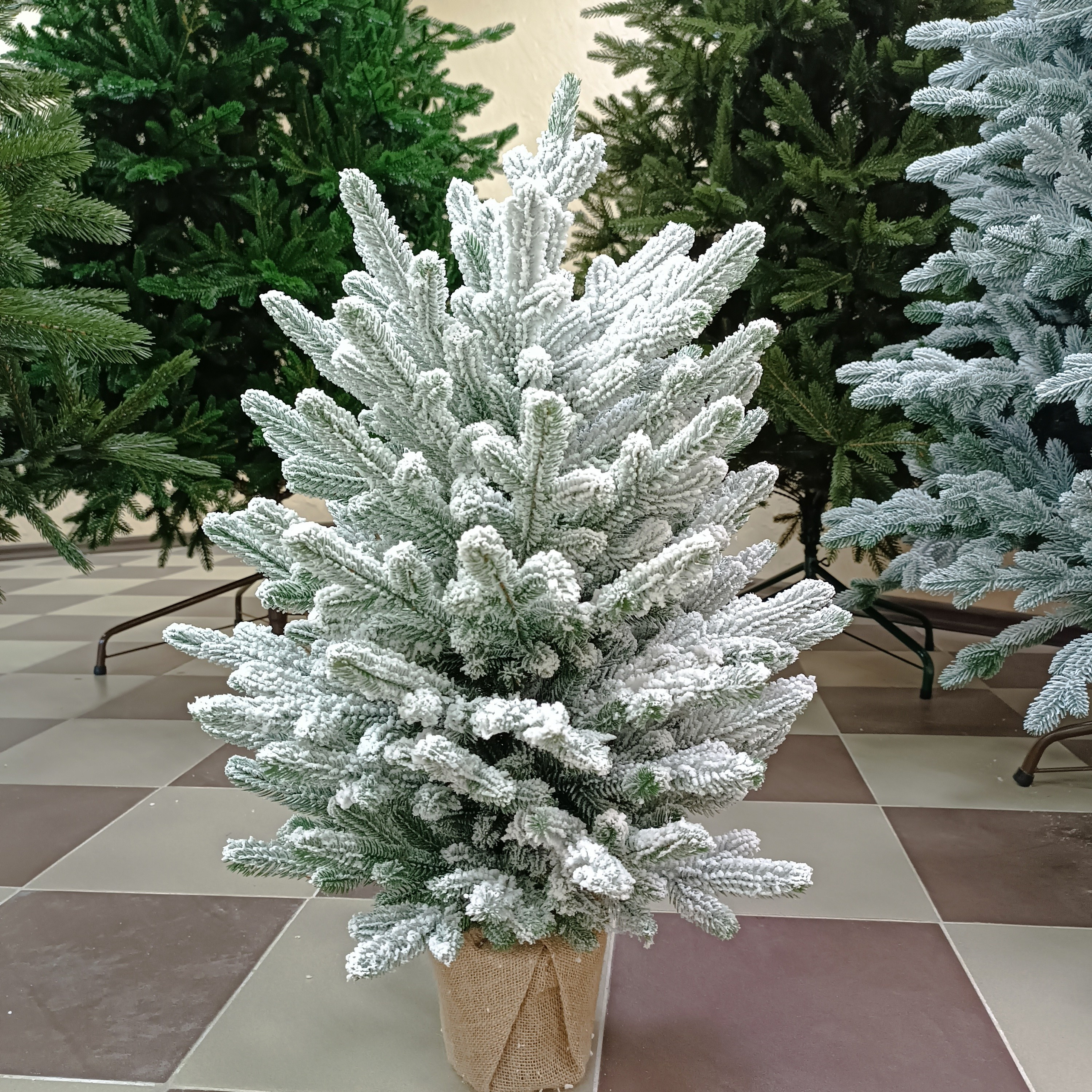 Маленькие ёлочки. Elki_grodno