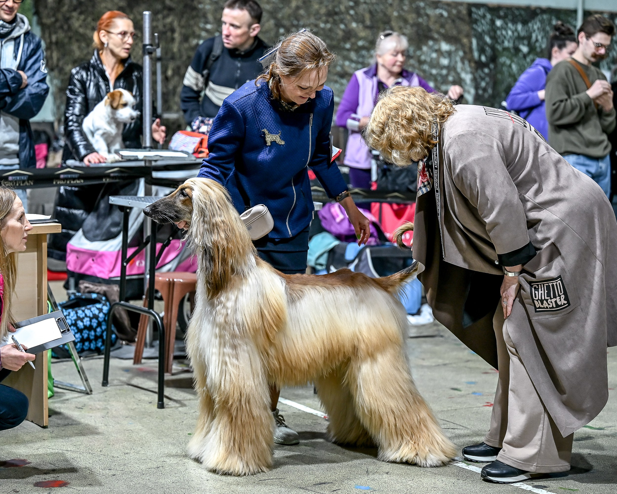 29.03.2026 KOO. Галерея фотографий афганской борзой
