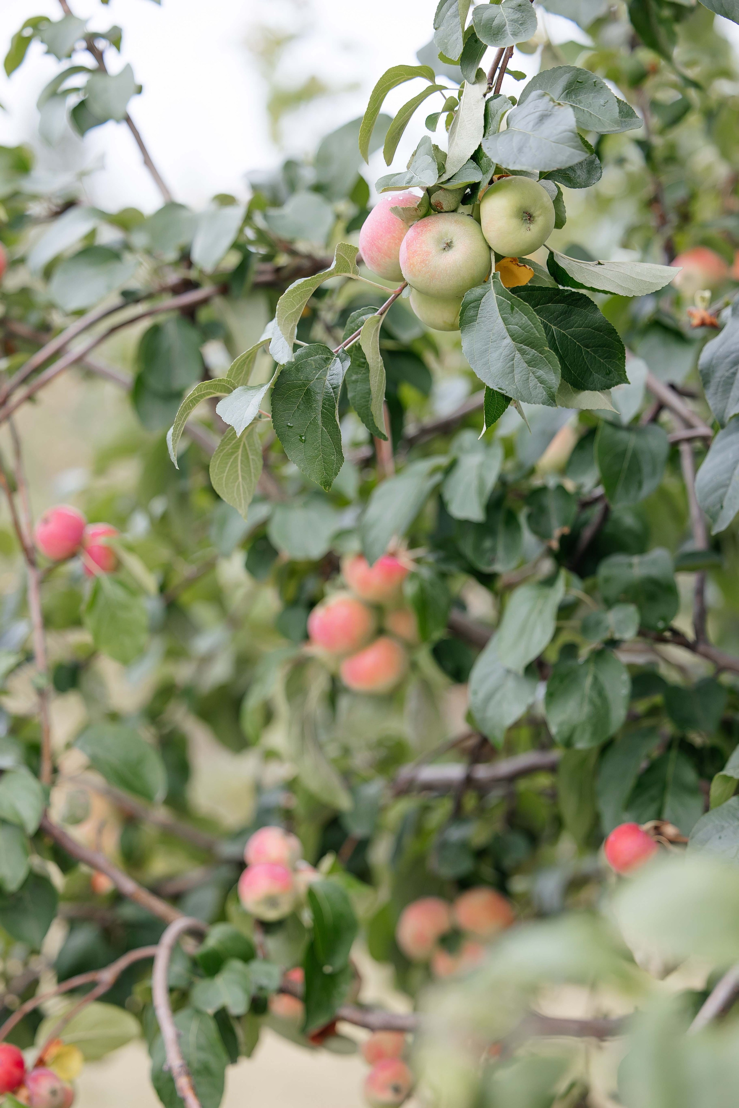 Дмитрий и Лиана. Свадебный фотограф Ирнис Дильмухаметов