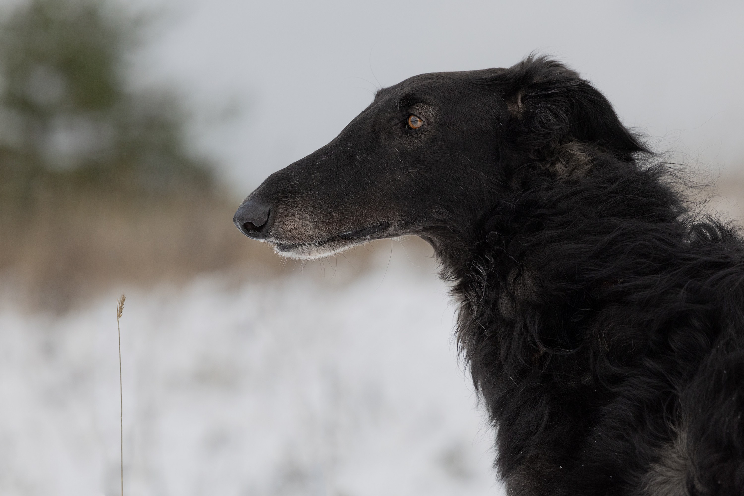 Катя и Гримм. Мои работы