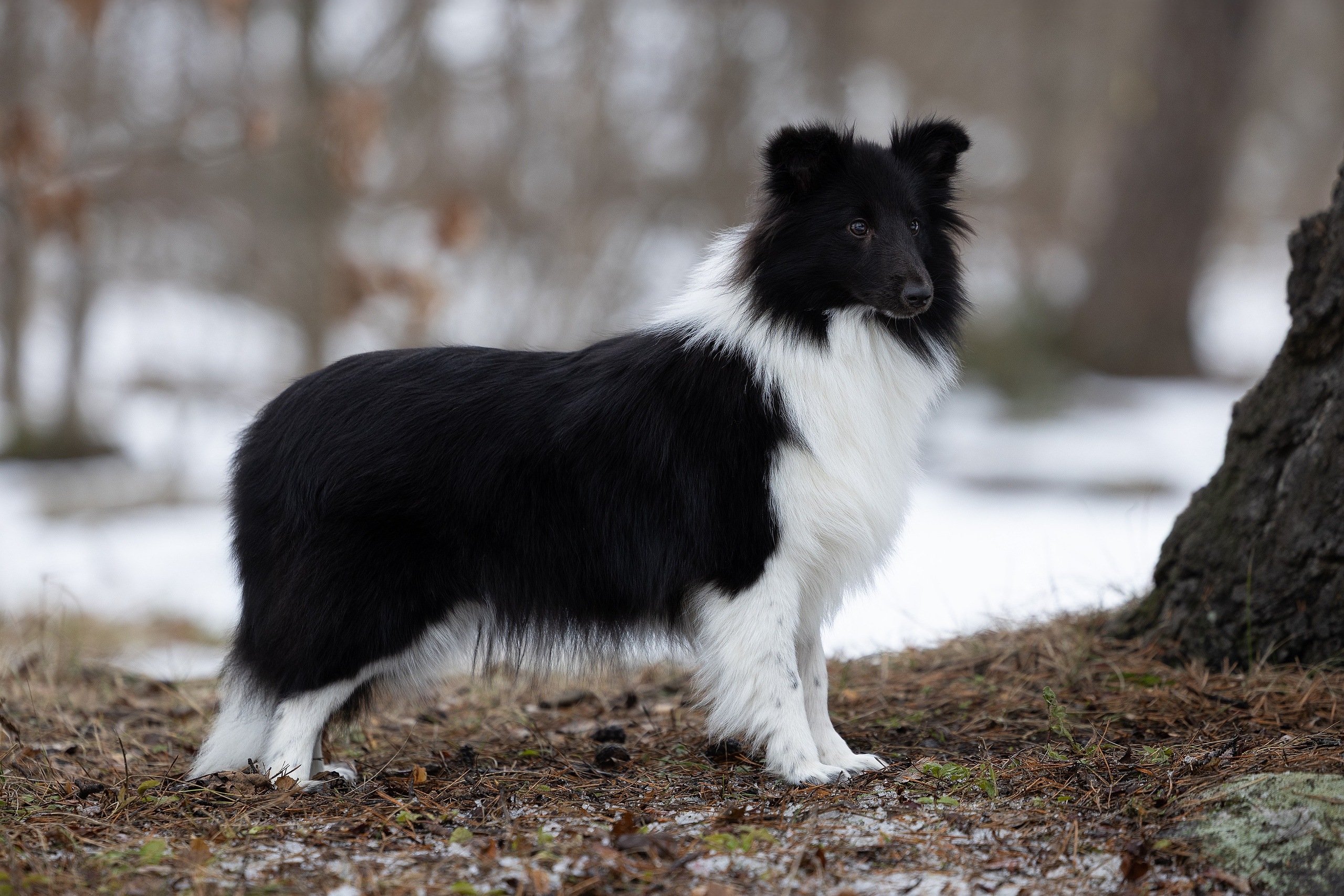 Питомник Стэйсилайн. Мои работы