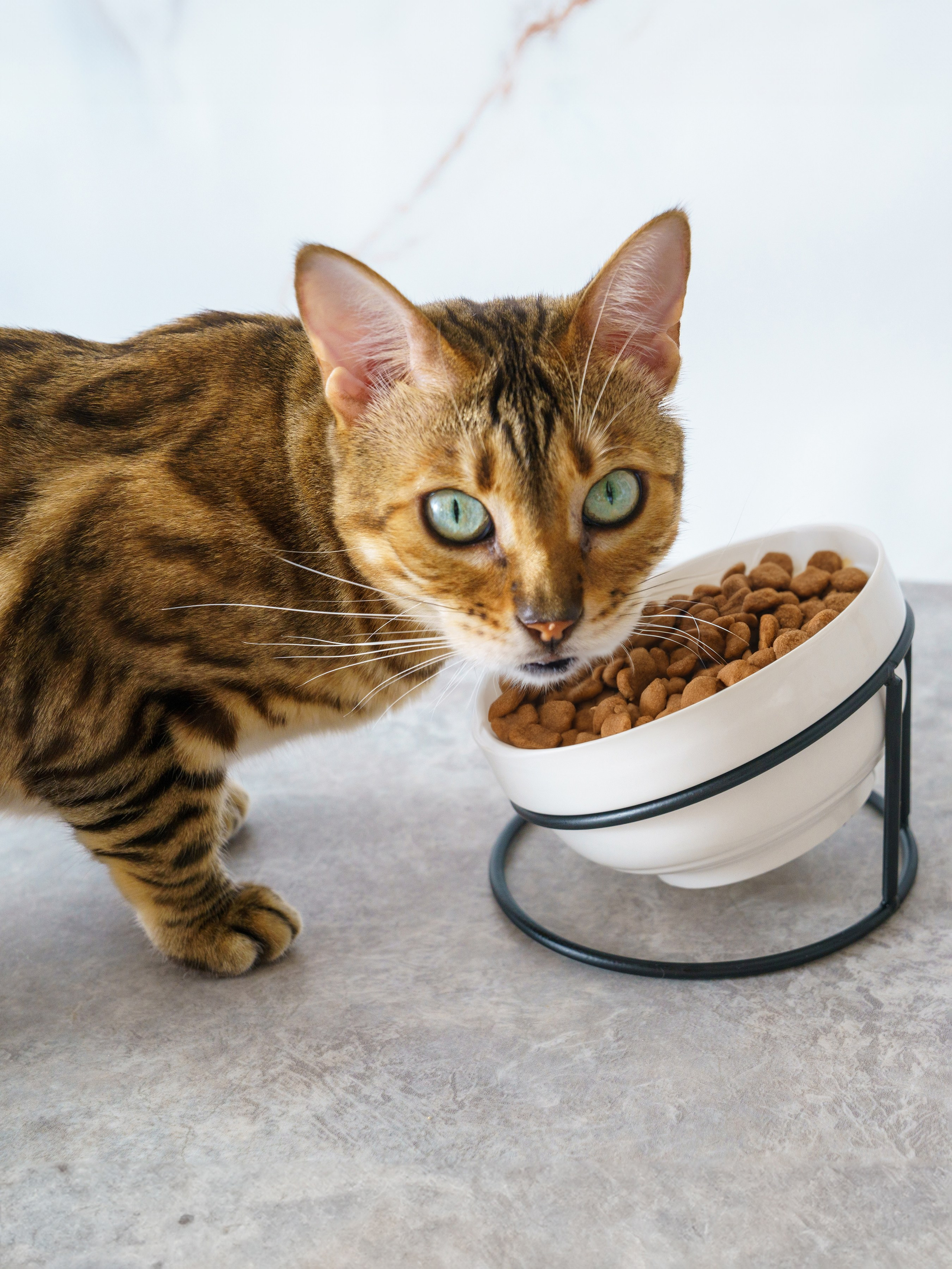 Съемки с животными. КЕД Студия-контент агентство полного цикла СПБ. Создаём фото, видео и контент, который помогает брендам и селлерам продавать больше