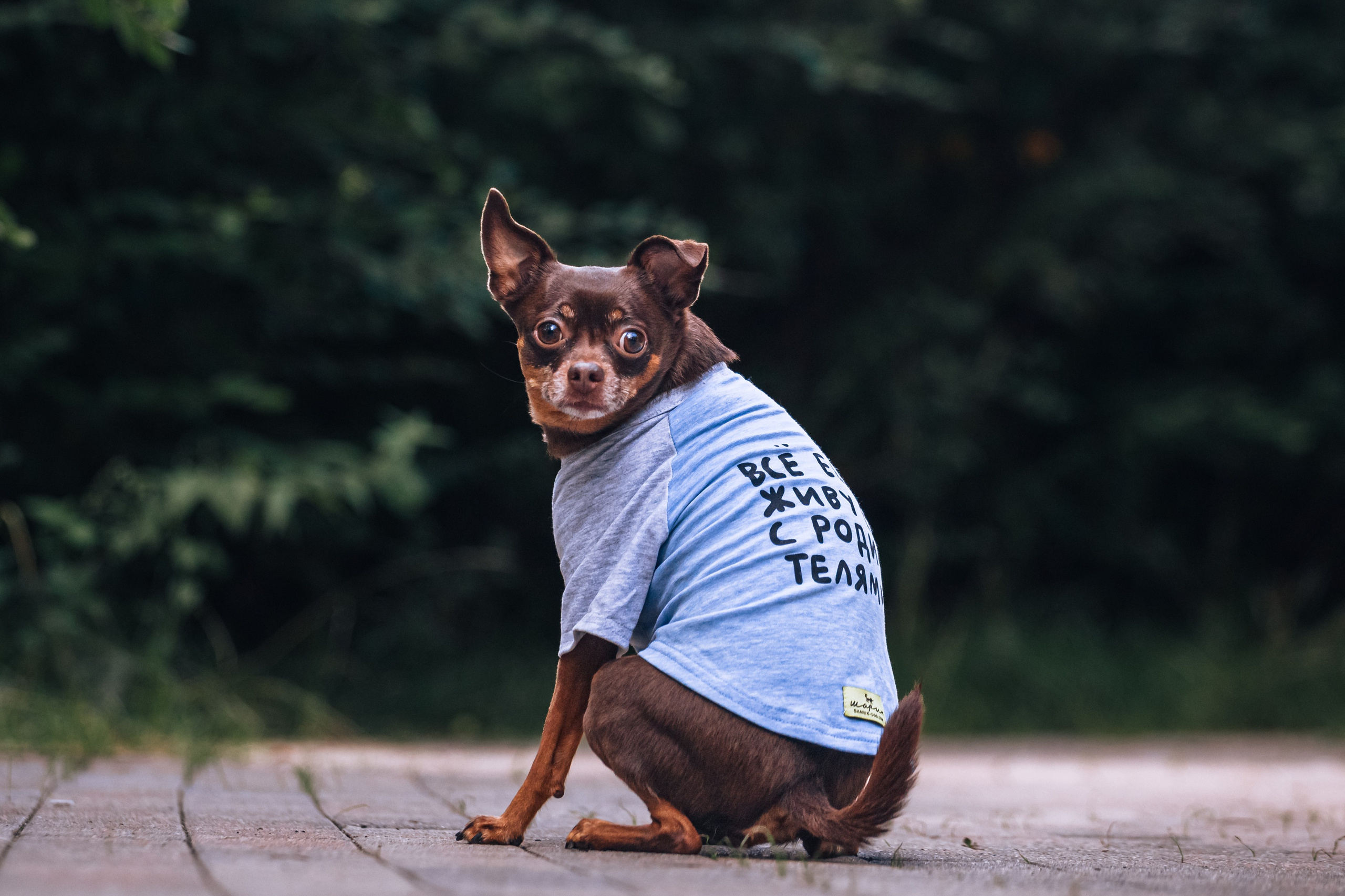 Восточный мост. Фотограф-анималист Татьяна Степанова