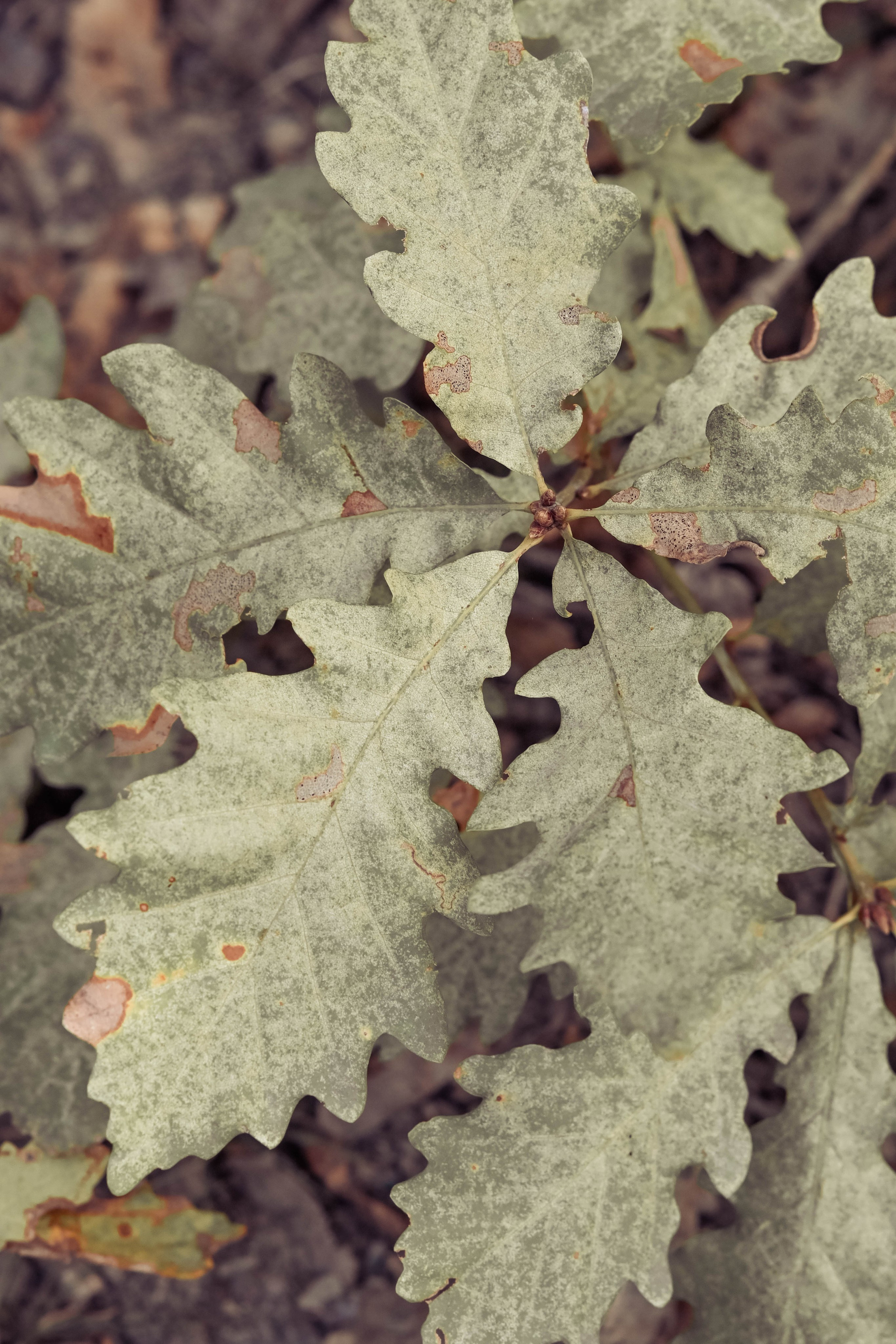 Веселые девчата. Предметный фотограф в Горячем Ключе Вера Швец
