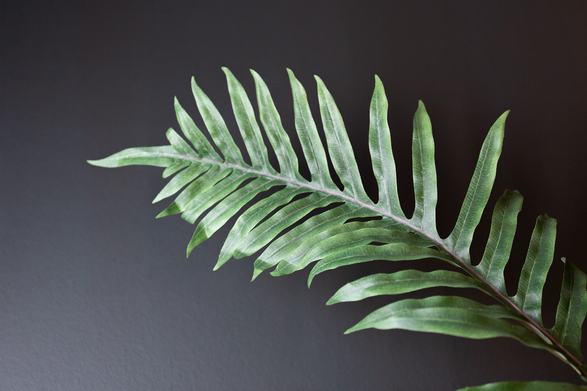 Renatphoto-Фотосъёмка для ресторана при отеле. Профессиональная фотосъёмка интерьеров, предметная фотосессия еды для меню г. Анапа