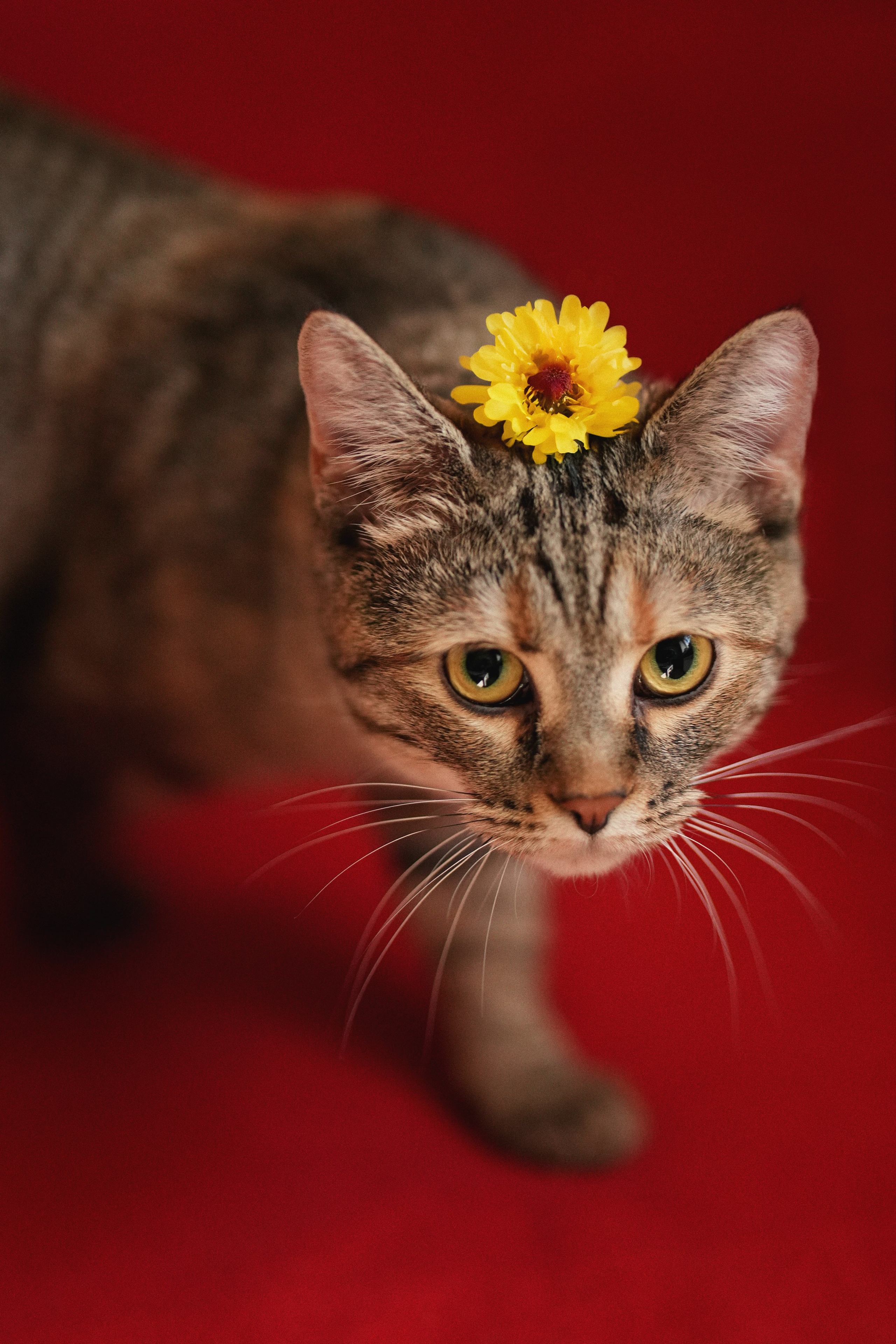 «Мур-Мяу» Котокафе. Фотограф Елена Буданова Тверь