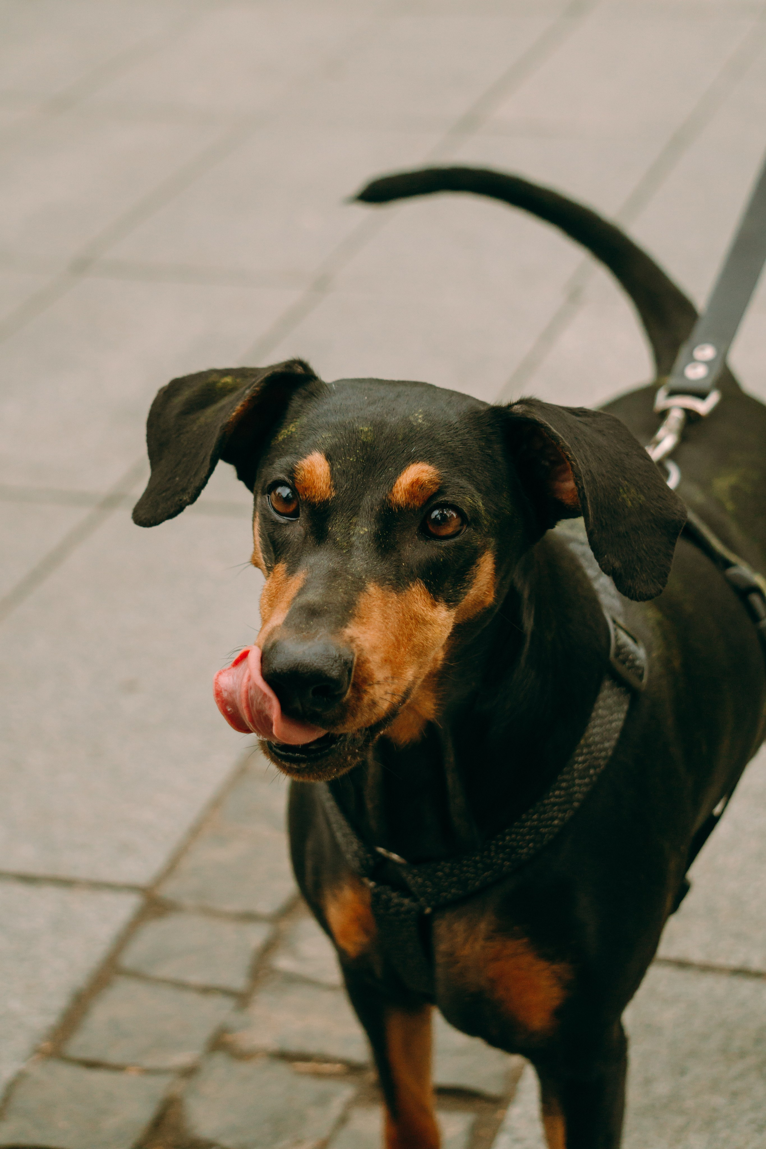 Кира, Максим и Аскара. Фотограф-анималист Ксения Воробьева, Москва
