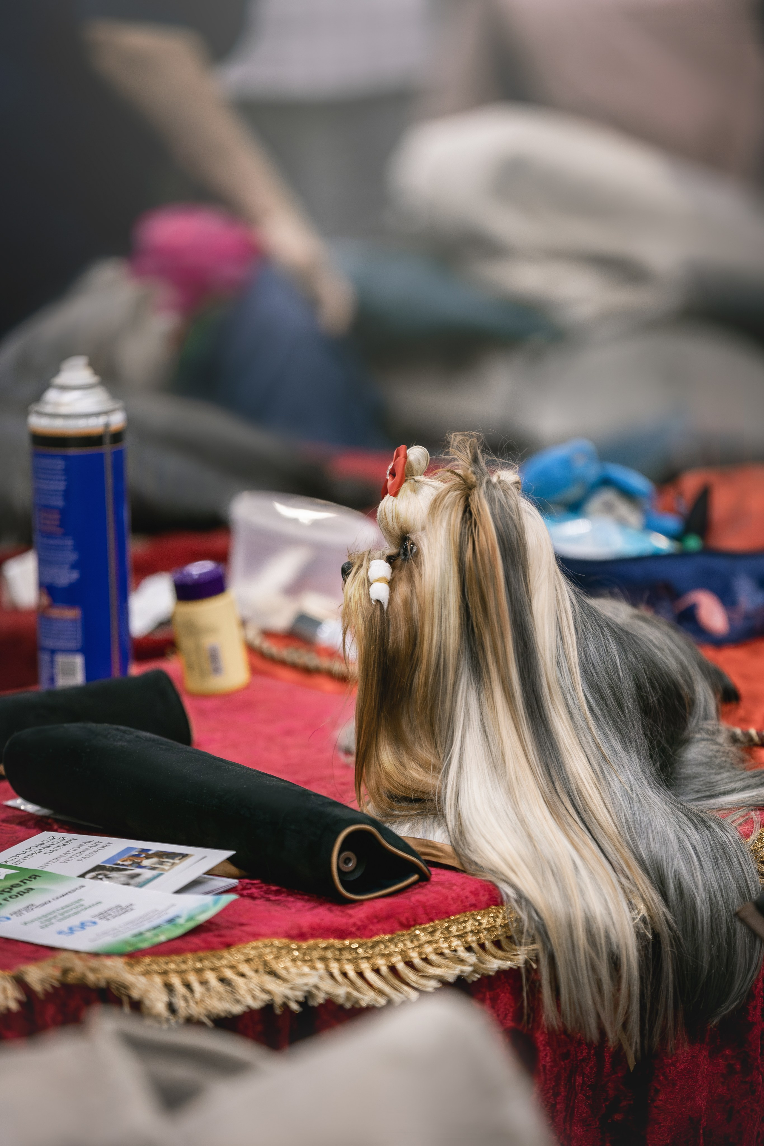 Выставки. Фотограф анималист в Москве Майорова Евгения