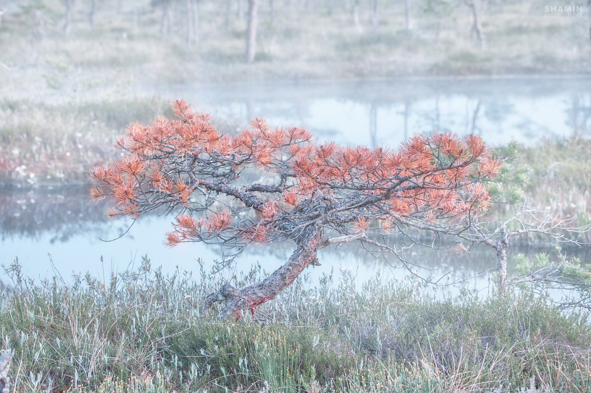 Пейзажи Ленинградской области — озёра, болота, побережье Финского залива, леса и рассветы Северо-Запада России. Природа и свет Ленинградской области. Фотограф Константин Шамин