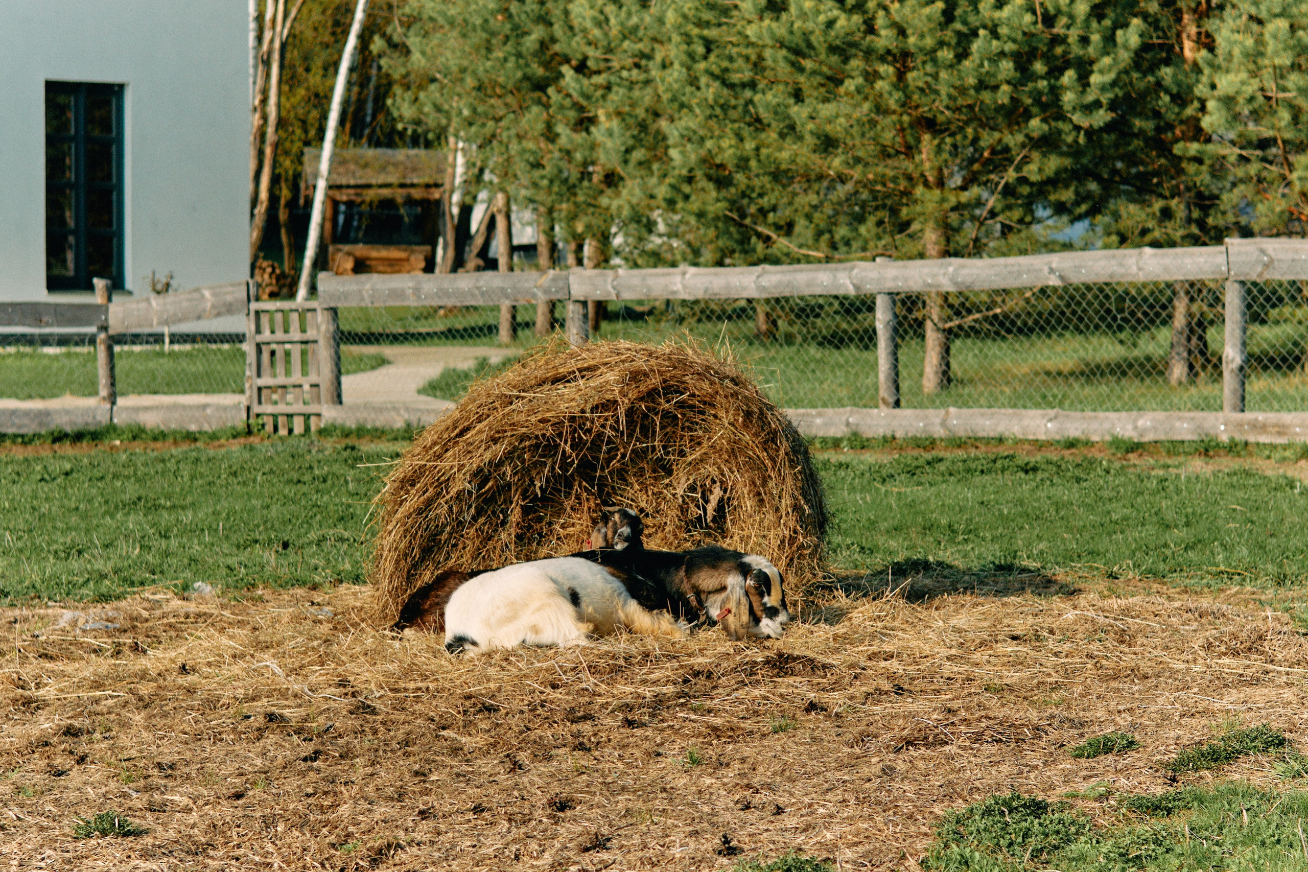 Бутик-отель Поле летом. Профессиональный Фотограф во Владимире, в Москве и в Суздале — Полина Романычева