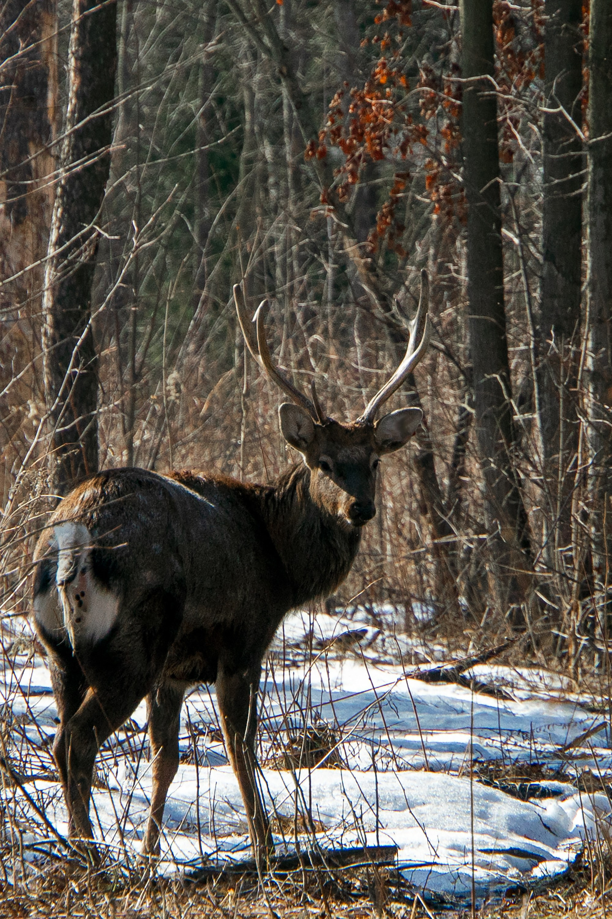 Животные. Ваш личный фотограф Марина Волкова