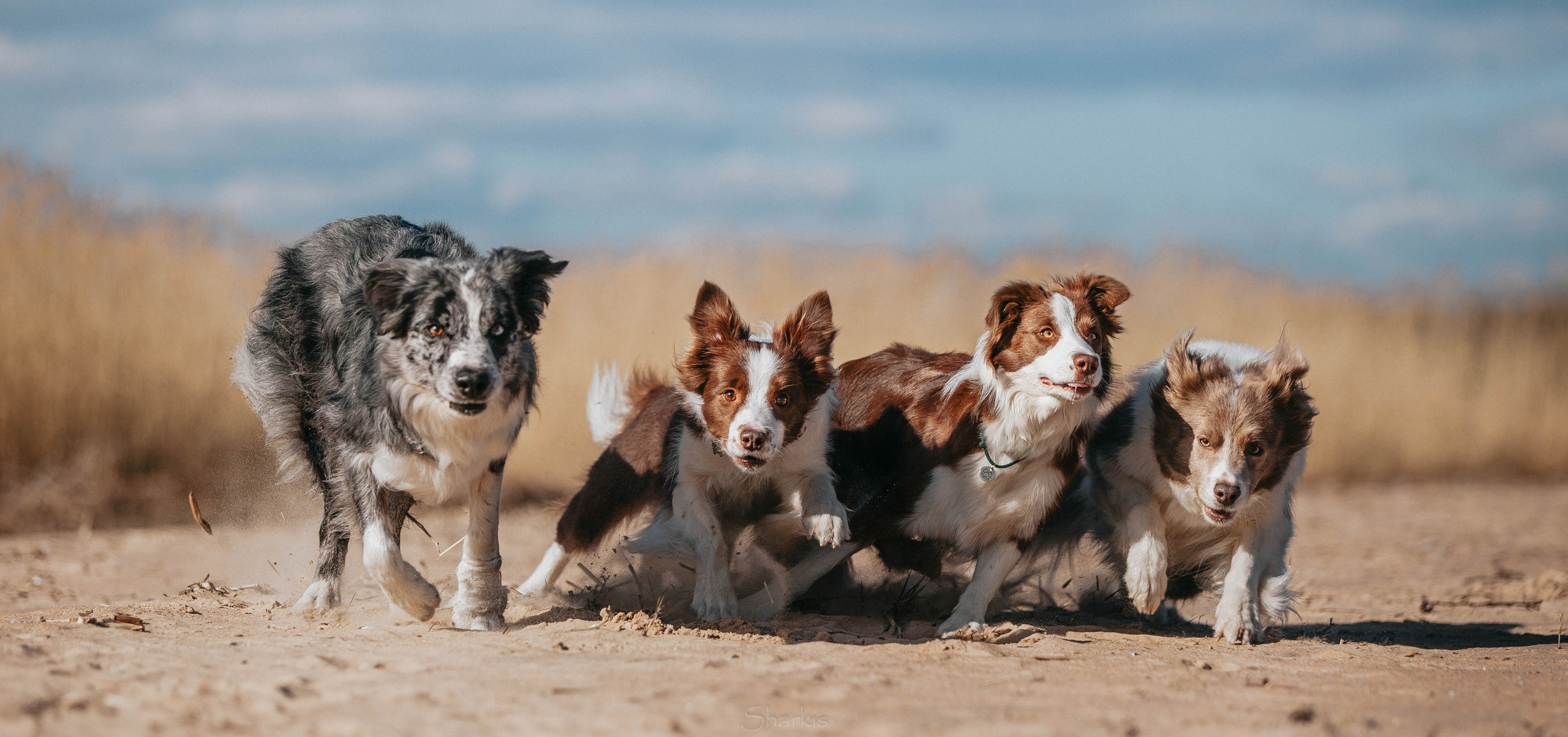 Бордюха, Лора, Берта, Мета. Главная