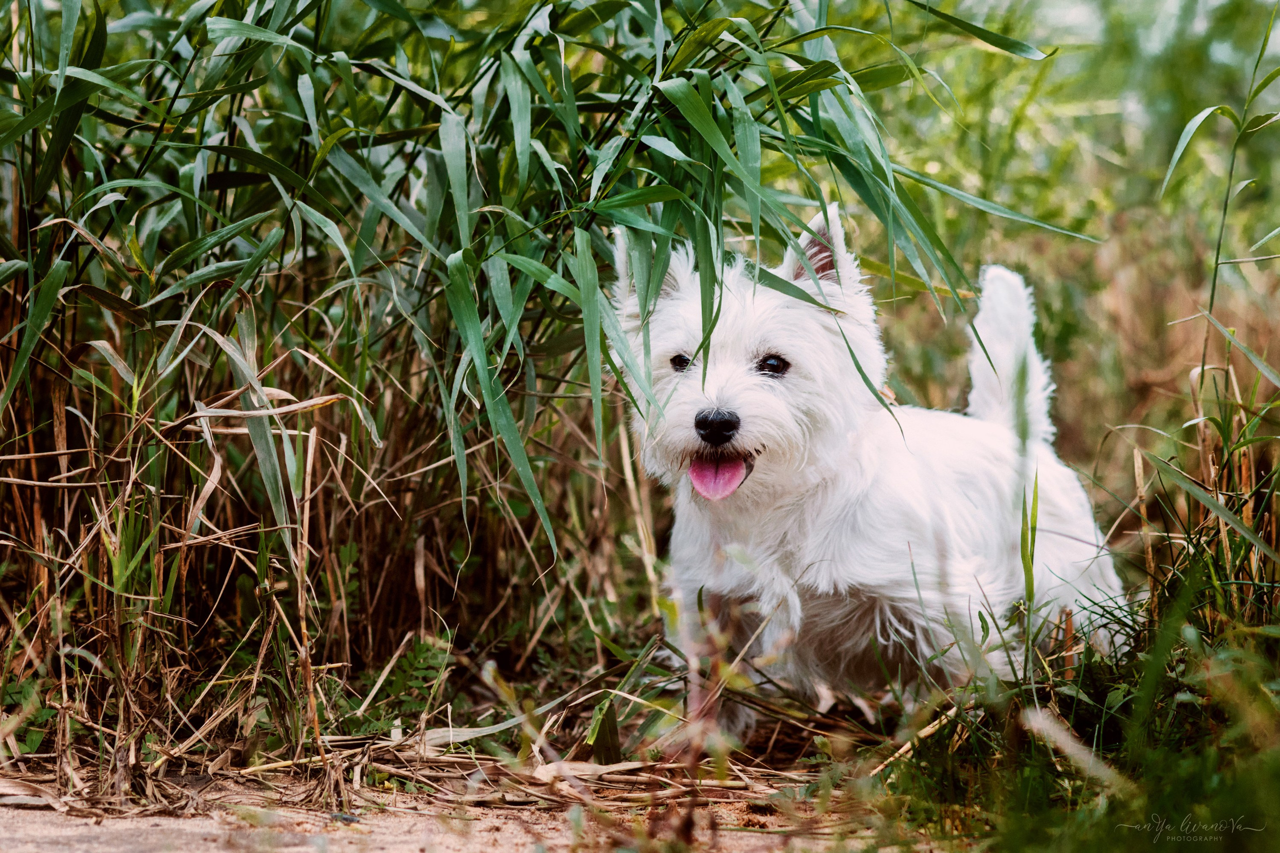 Полина — Артём и Тофу. Фотограф анималист Аня Ливанова | Рыбинск