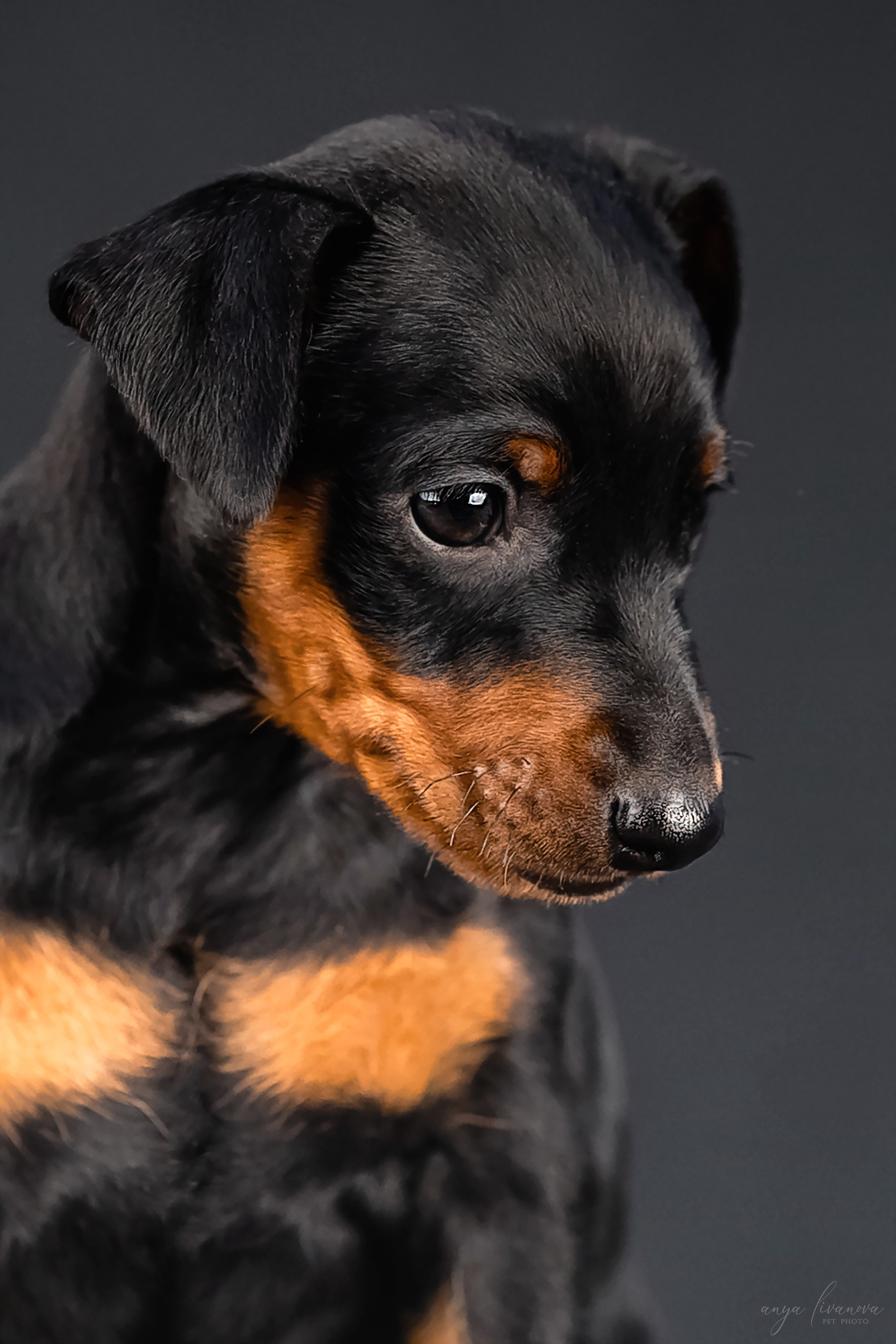 Пинчер. Фотограф анималист Аня Ливанова | Рыбинск
