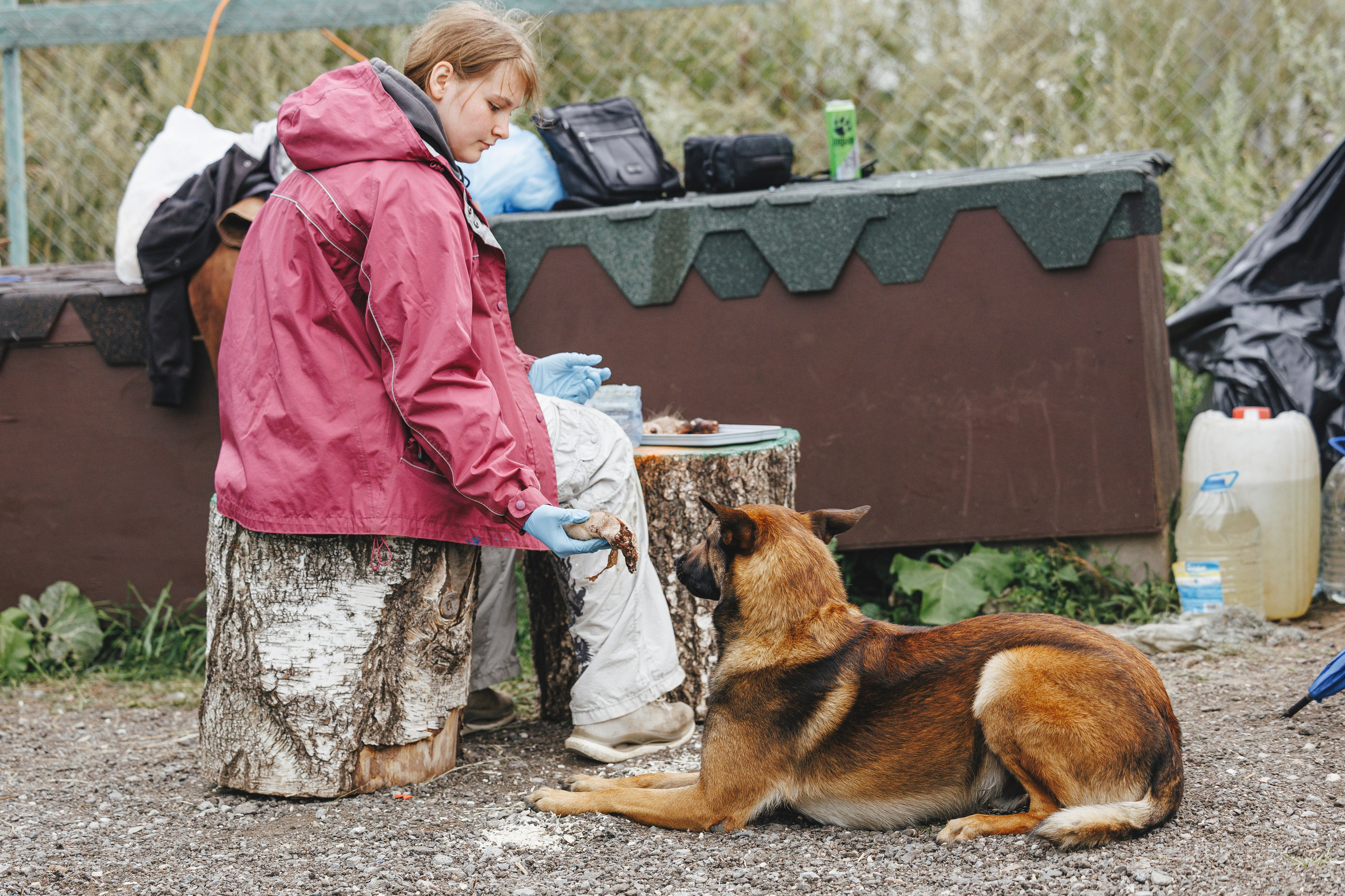 08.08.25-10.08.25 ЧР по мондьорингу г. Вологда. Фотограф-анималист Анна Маринич