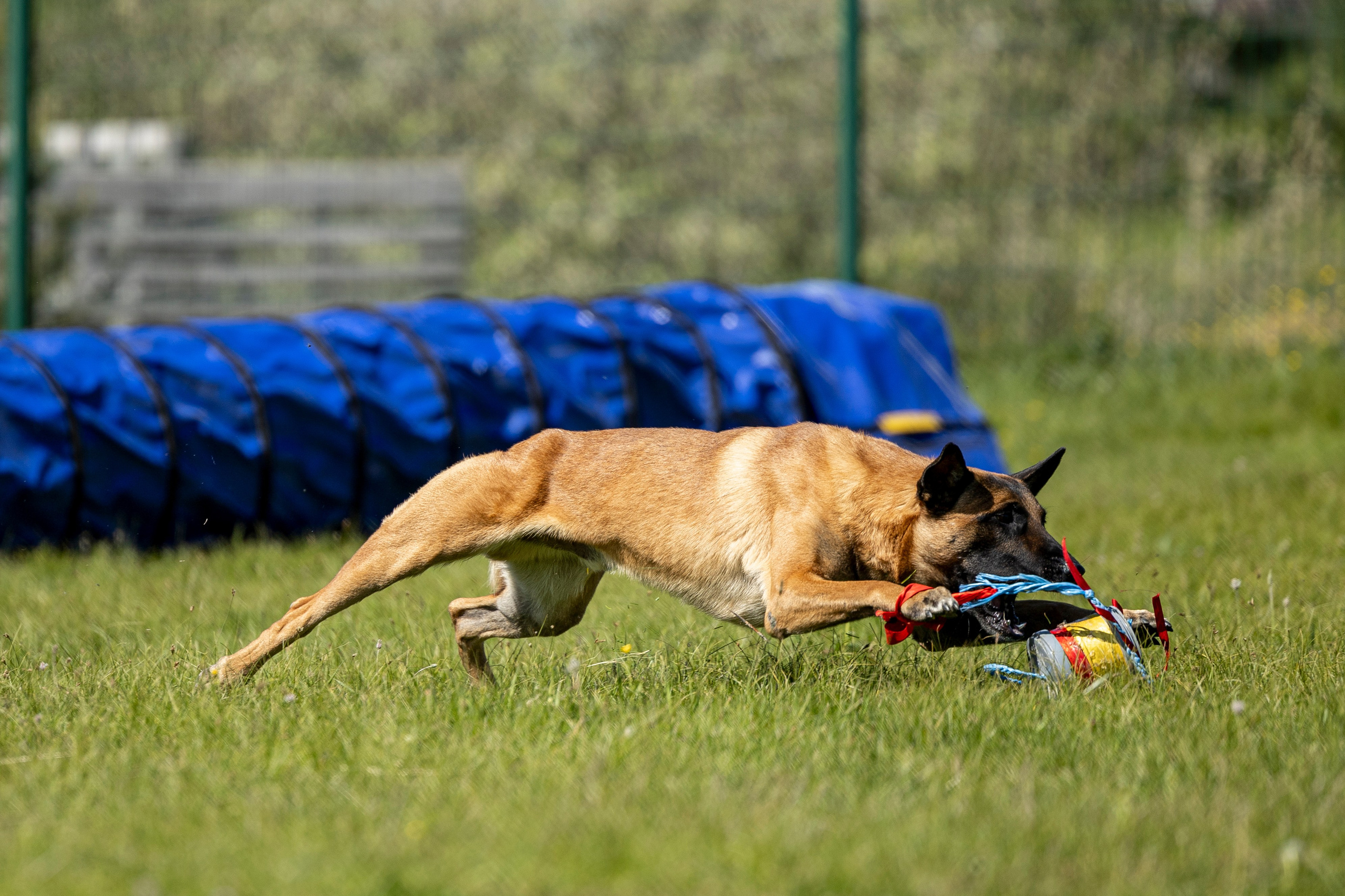 Испытания по мондьорингу в Нижнем Новгороде. Фотограф-анималист Анна Маринич