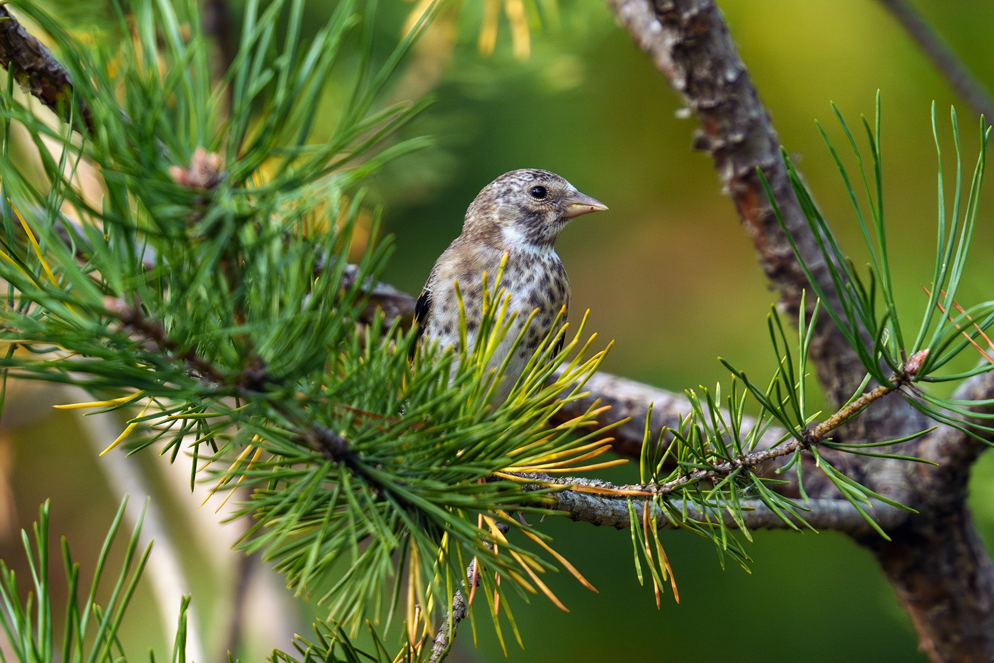 Удивительные мир птиц. Вокруг нас столько прекрасного — присмотритесь!. Ваш личный фотограф Марина Волкова