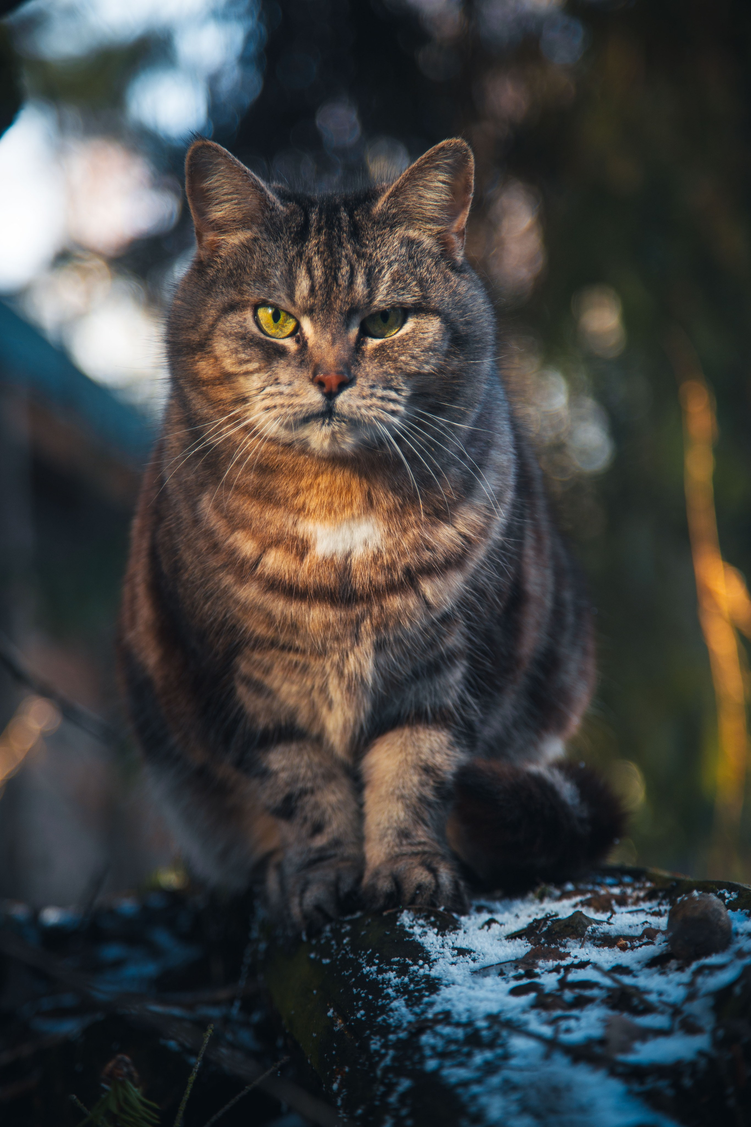 Кошка-охотница. Dmitriy [KCCC] is a pretty cool photographer