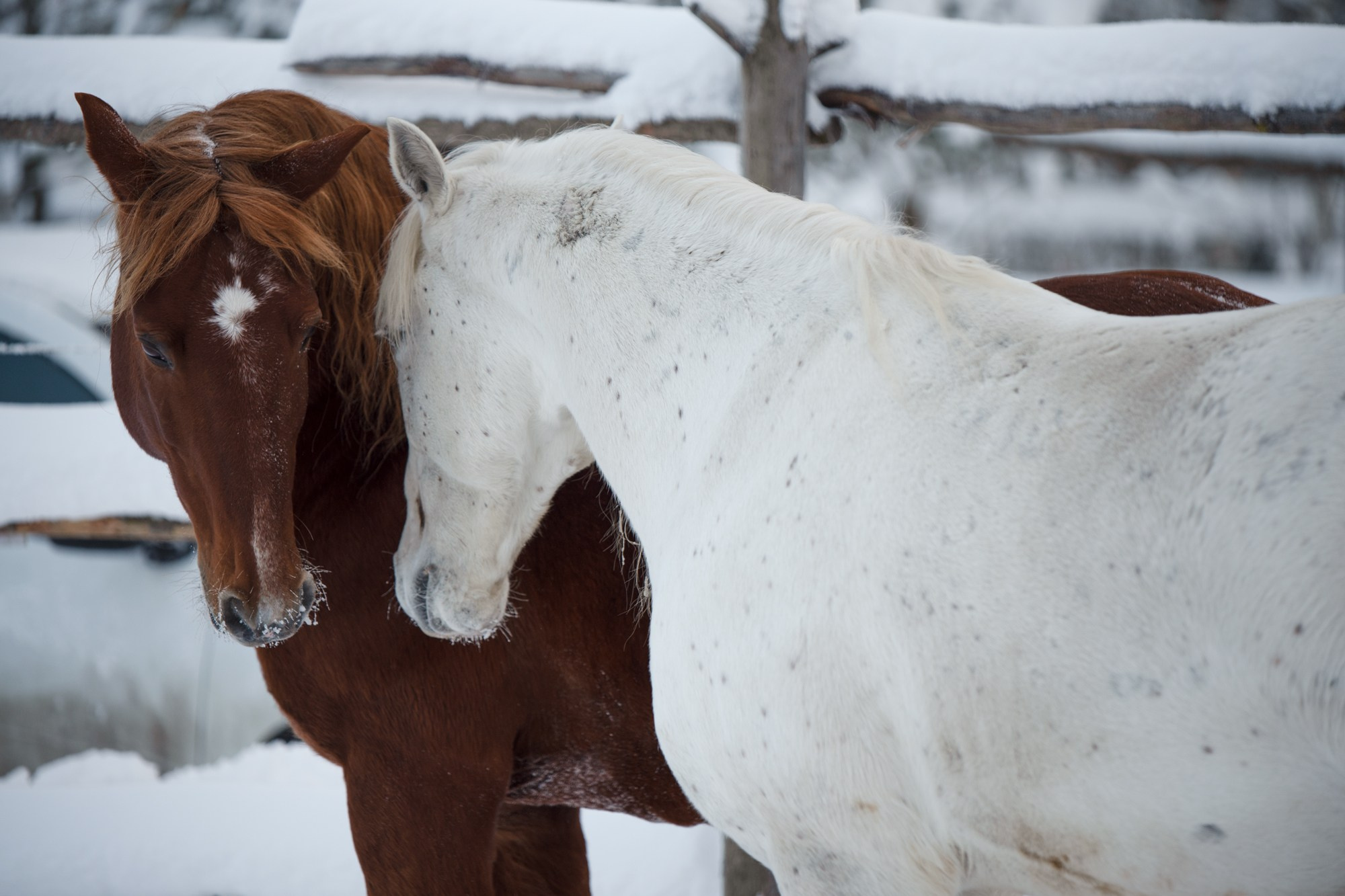 Портрет лошади, лошадь, конь, фото лошади, фотография лошади, конный фотограф, съемка лошадей, фотограф лошадей, конная фотография, конный фотограф, конный фотограф в спб, профессиональный фотограф спб, фотограф спб, ахалтекинец, рысак, спортивная лошадь, конный клуб, фотосессия с лошадьми, тракененская лошадь, зима, лошадь зимой, пейзаж, зимний лес свободные лошади, орловец, орловский рысак, орловская рысистая порода, новый год, новогодняя фотосессия, съемки с лошадьми, фото с лошадью, пони, шетленд, шетлендский пони