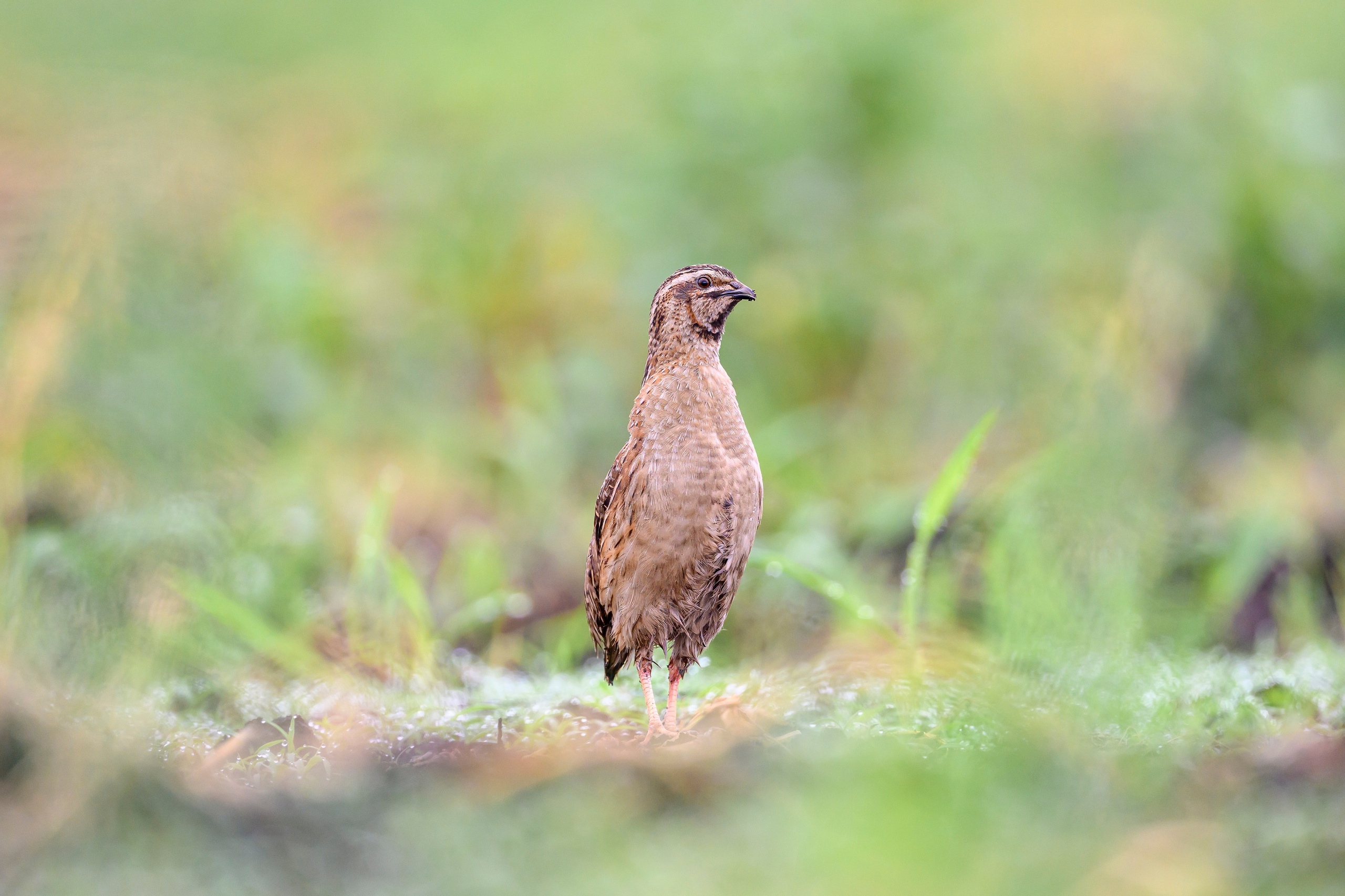 Перепела, часть III. Wildlife photography by Sergey Puponin