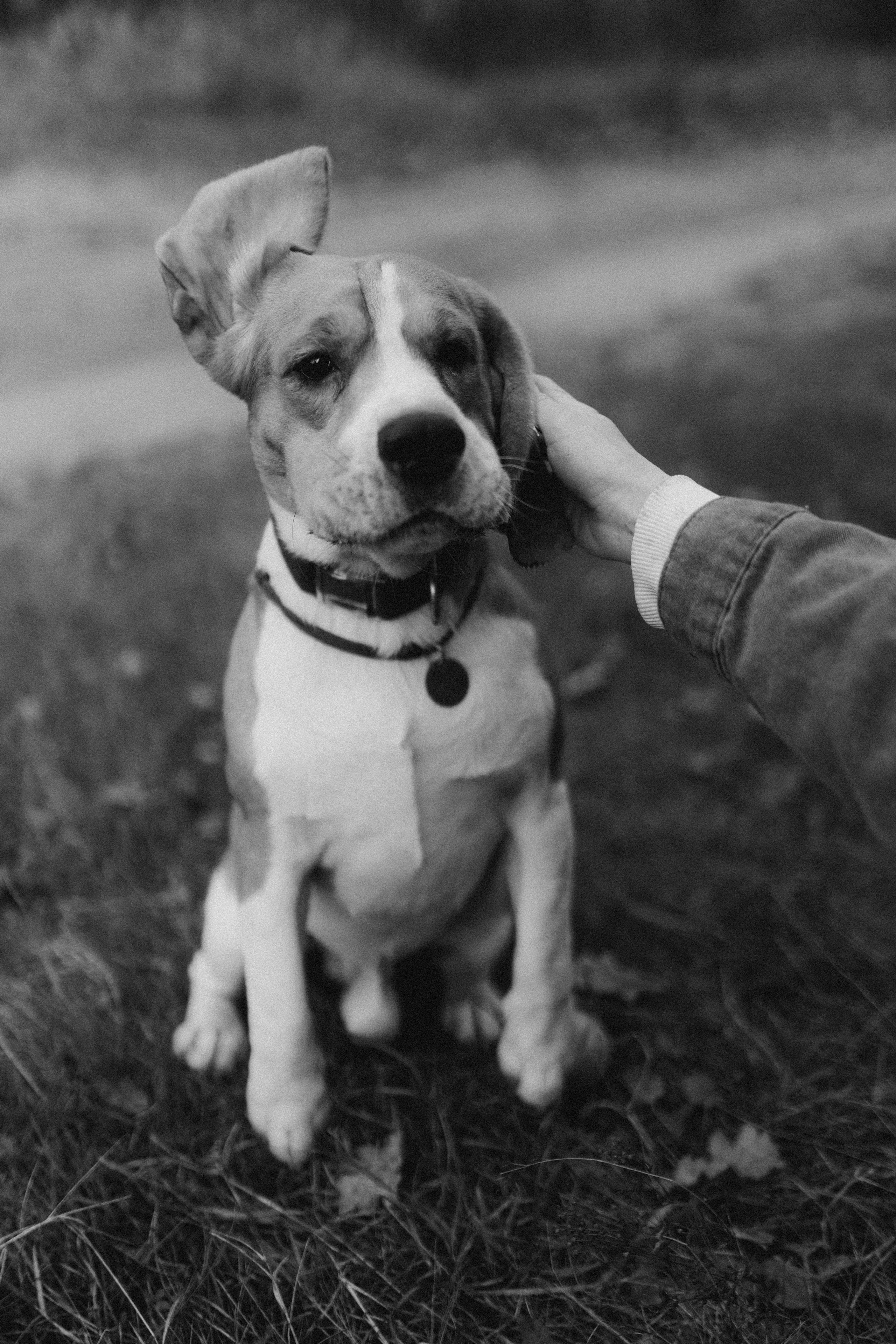 Ксюша & Федя. Прогулка с Лайдом. Фотограф НОГИНСК, Москва, Анастасия Белая