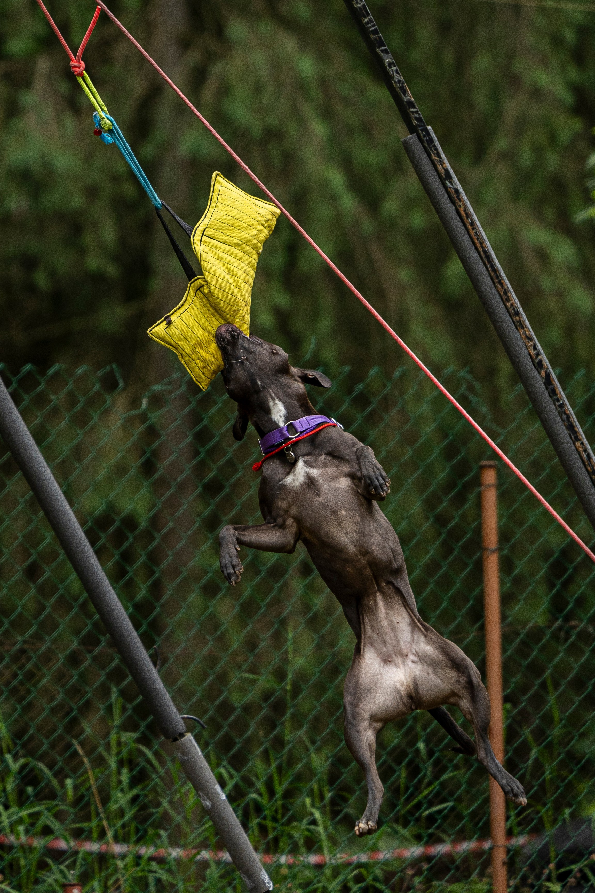 Пит-стафф многоборье. Фотограф-анималист Анна Маринич
