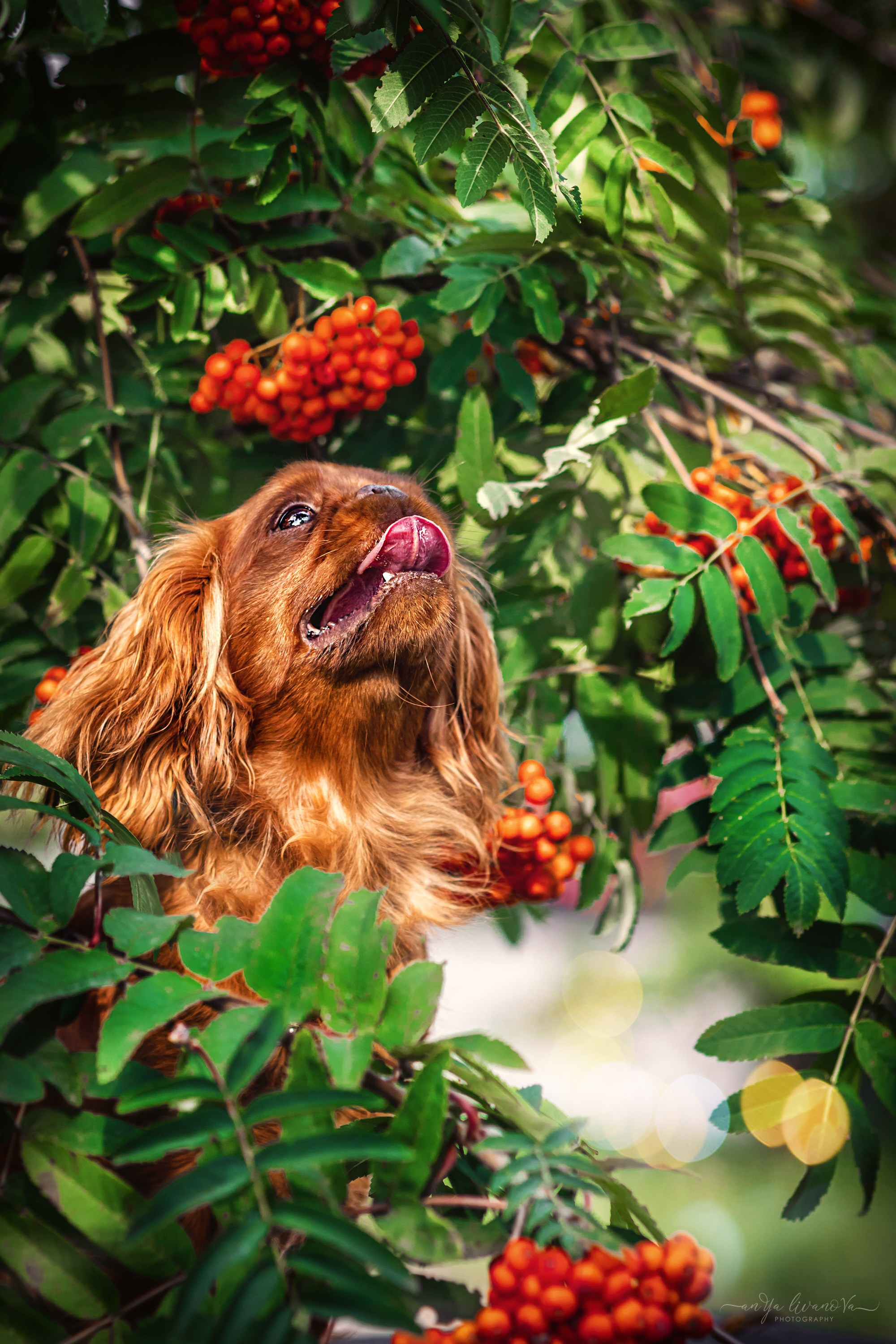 Рябинки. Фотограф анималист Аня Ливанова | Рыбинск