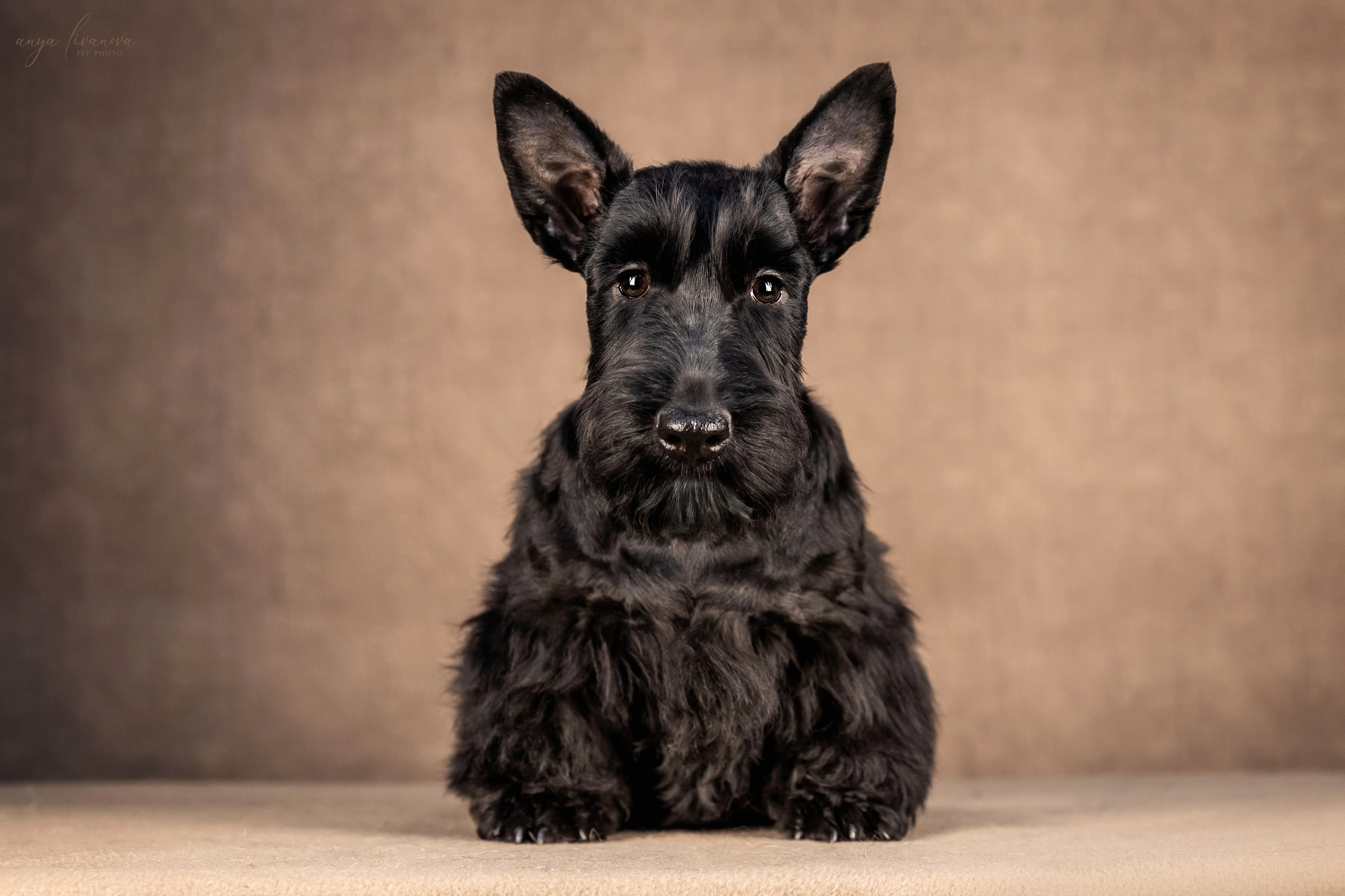 Скотчики. Фотограф анималист Аня Ливанова | Рыбинск