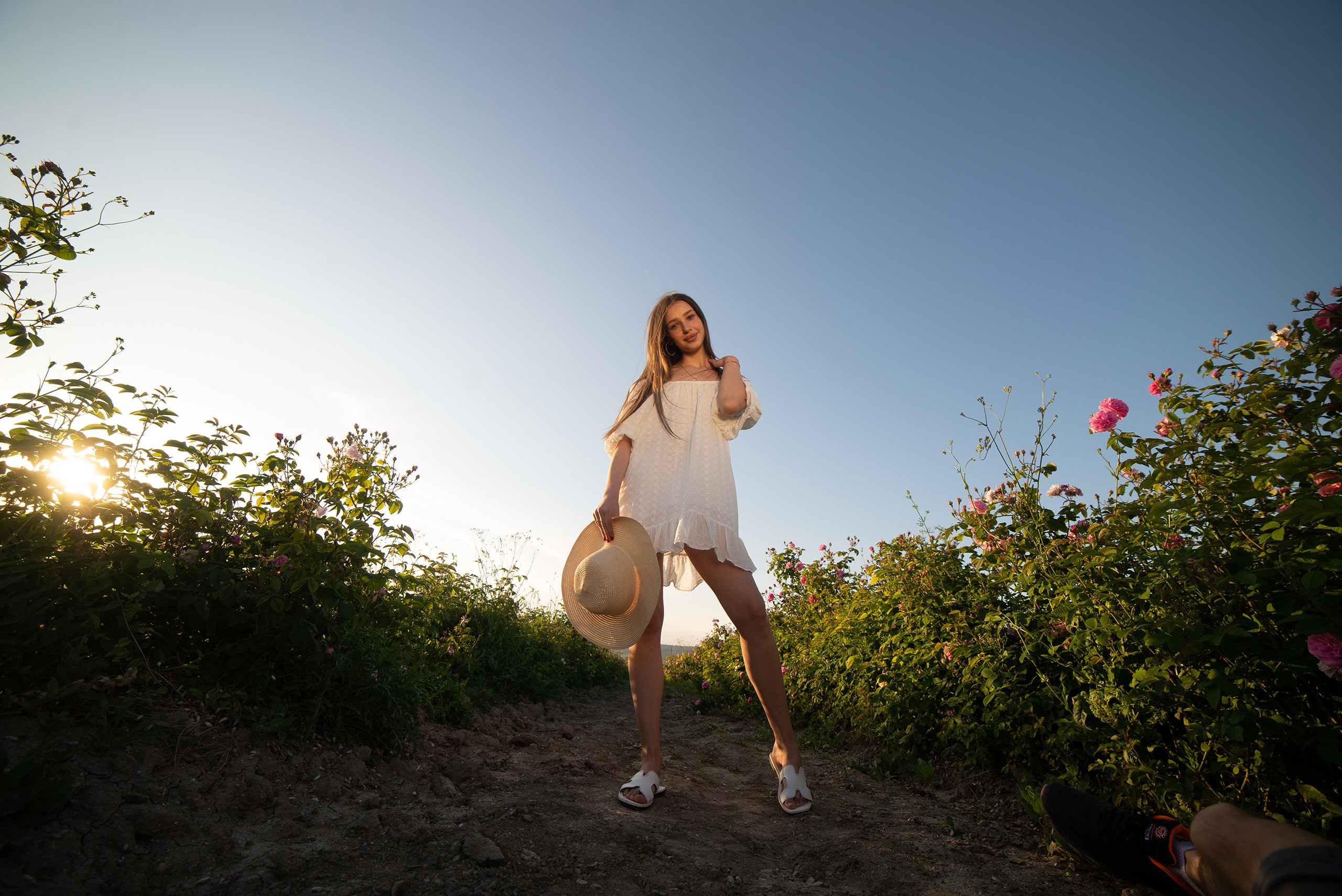 Район Бахчисарай, село Тургеневка, место: поле, чайная роза. Фотограф | Крым | Бахчисарай | Симферополь | Севастополь