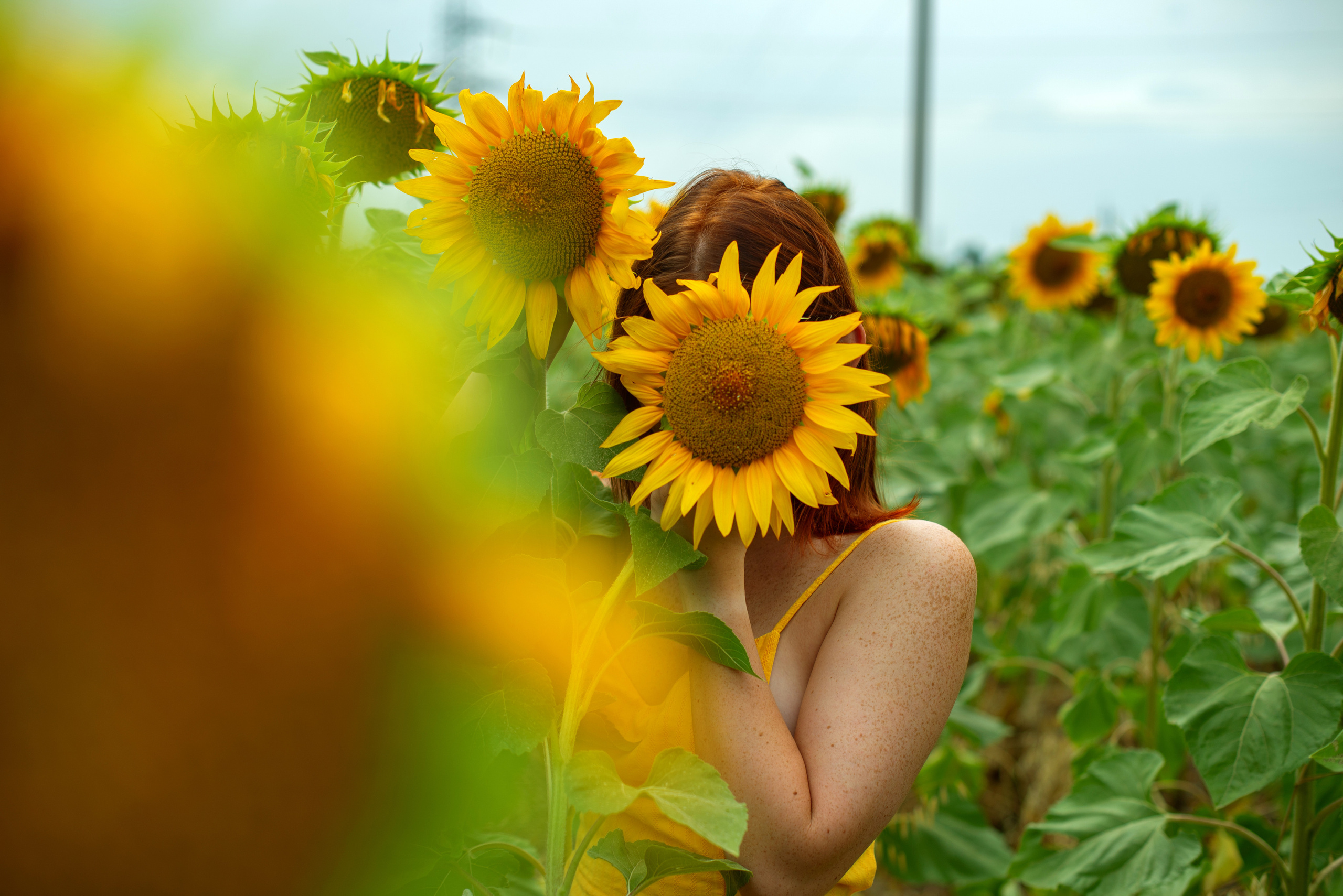 Г Николаевка, поле Подсолнухов 27.07.2023. Фотограф | Крым | Бахчисарай | Симферополь | Севастополь