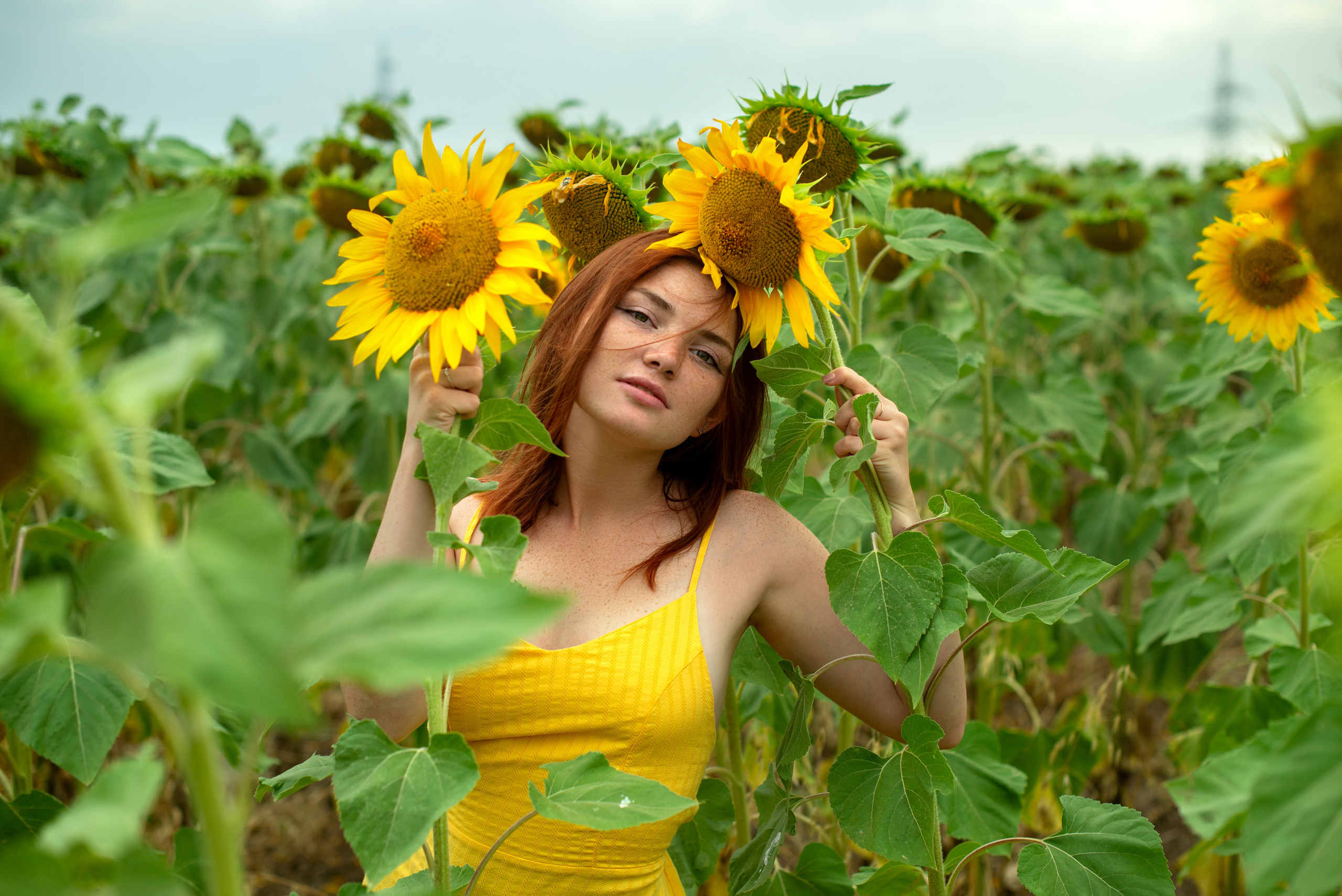 Г Николаевка, поле Подсолнухов 27.07.2023. Фотограф | Крым | Бахчисарай | Симферополь | Севастополь
