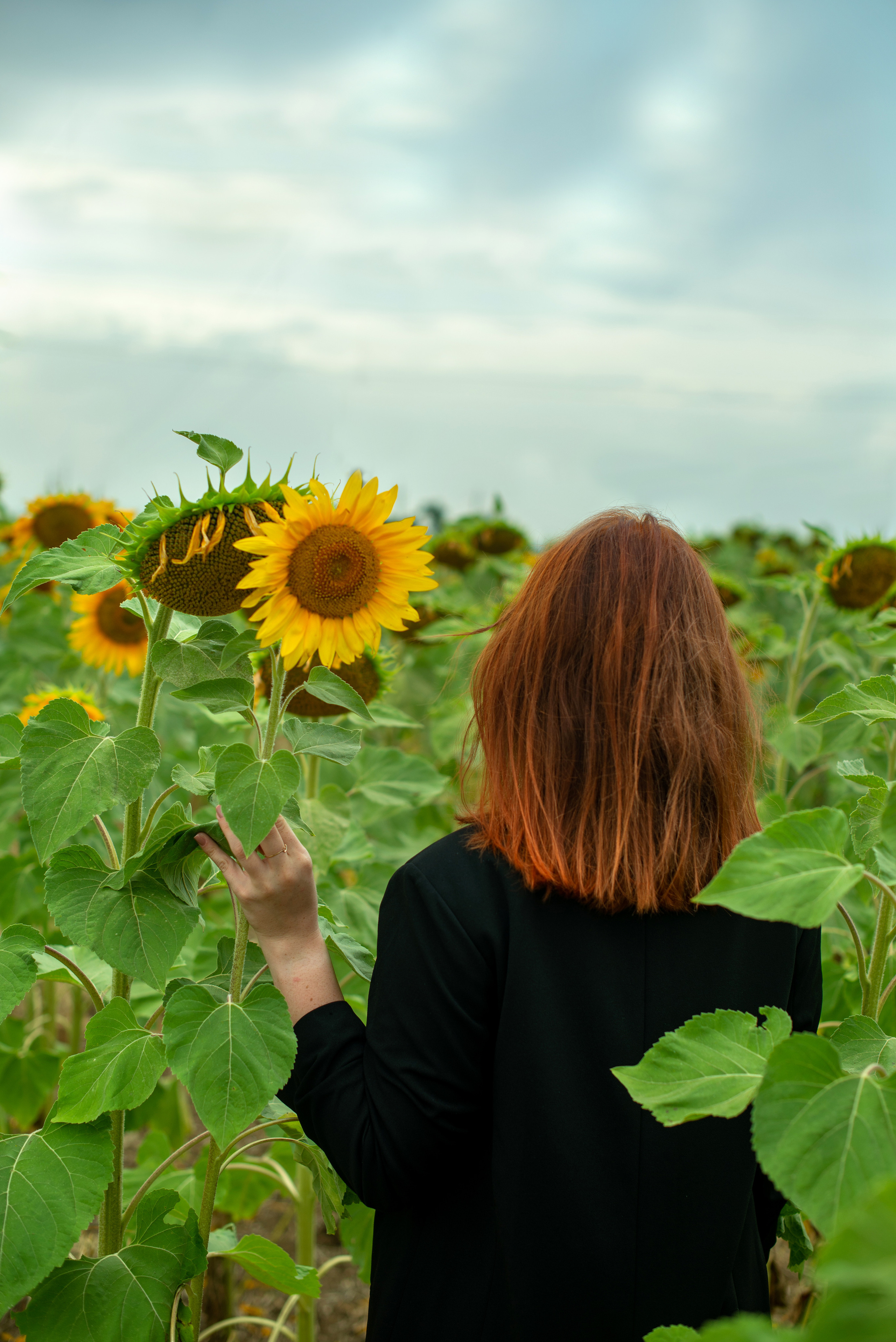 Г Николаевка, поле Подсолнухов 27.07.2023. Фотограф | Крым | Бахчисарай | Симферополь | Севастополь