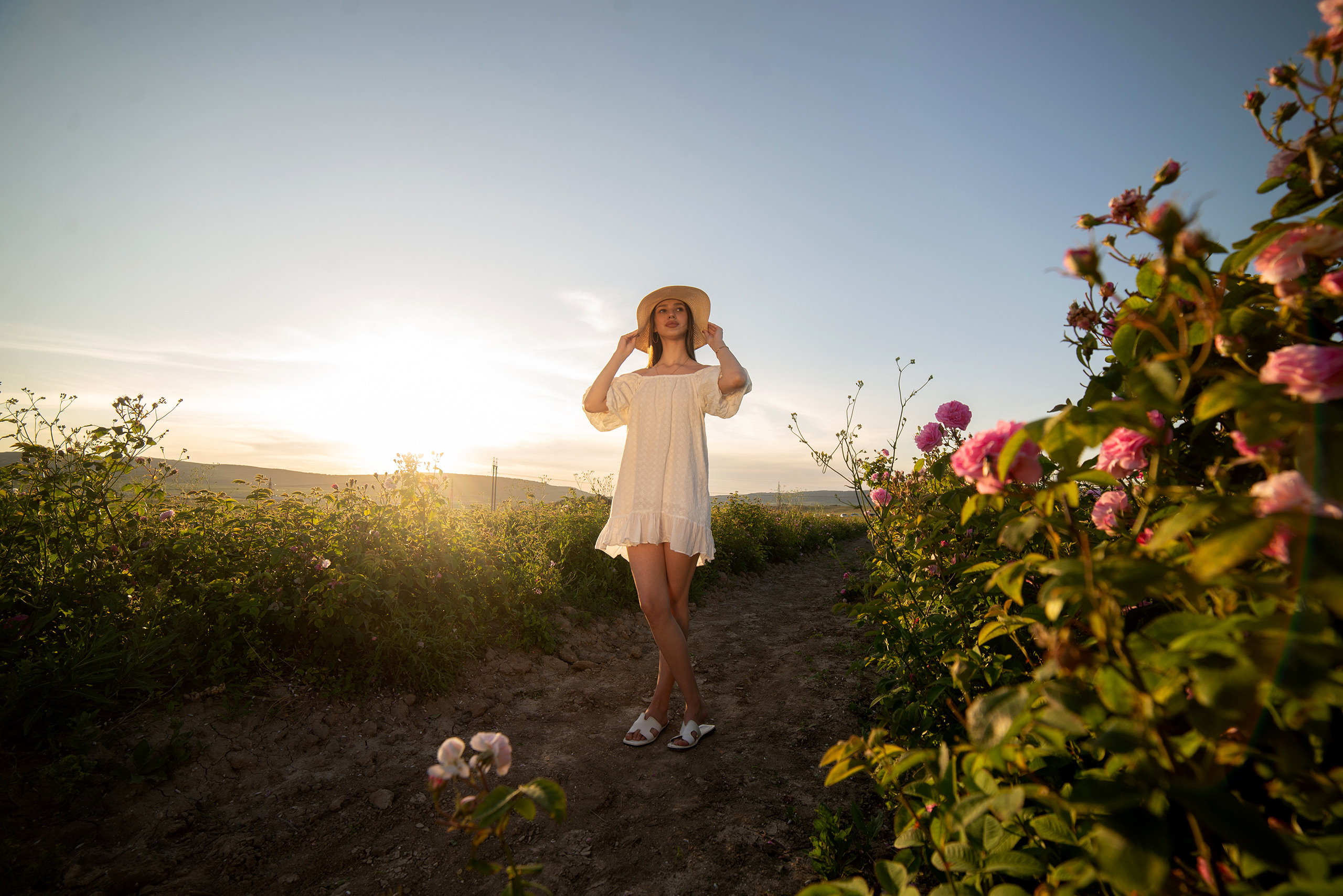 Район Бахчисарай, село Тургеневка, место: поле, чайная роза. Фотограф | Крым | Бахчисарай | Симферополь | Севастополь