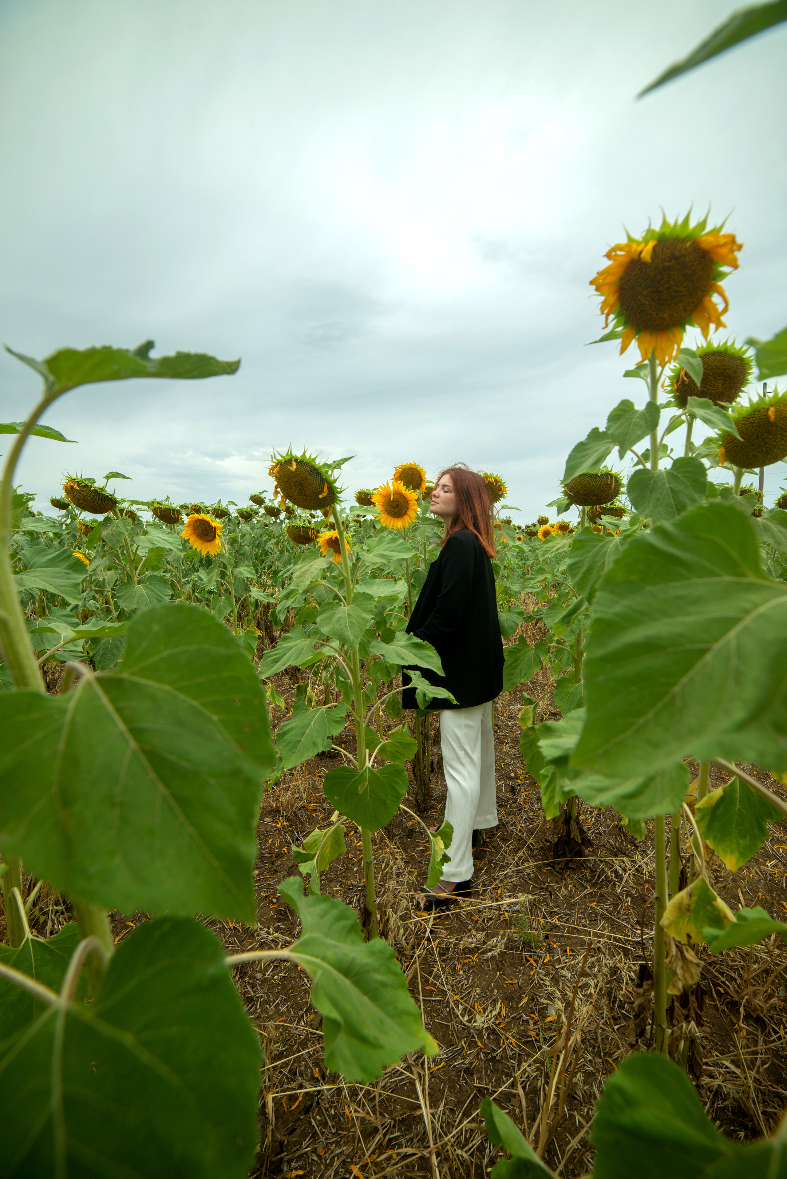 Г Николаевка, поле Подсолнухов 27.07.2023. Фотограф | Крым | Бахчисарай | Симферополь | Севастополь